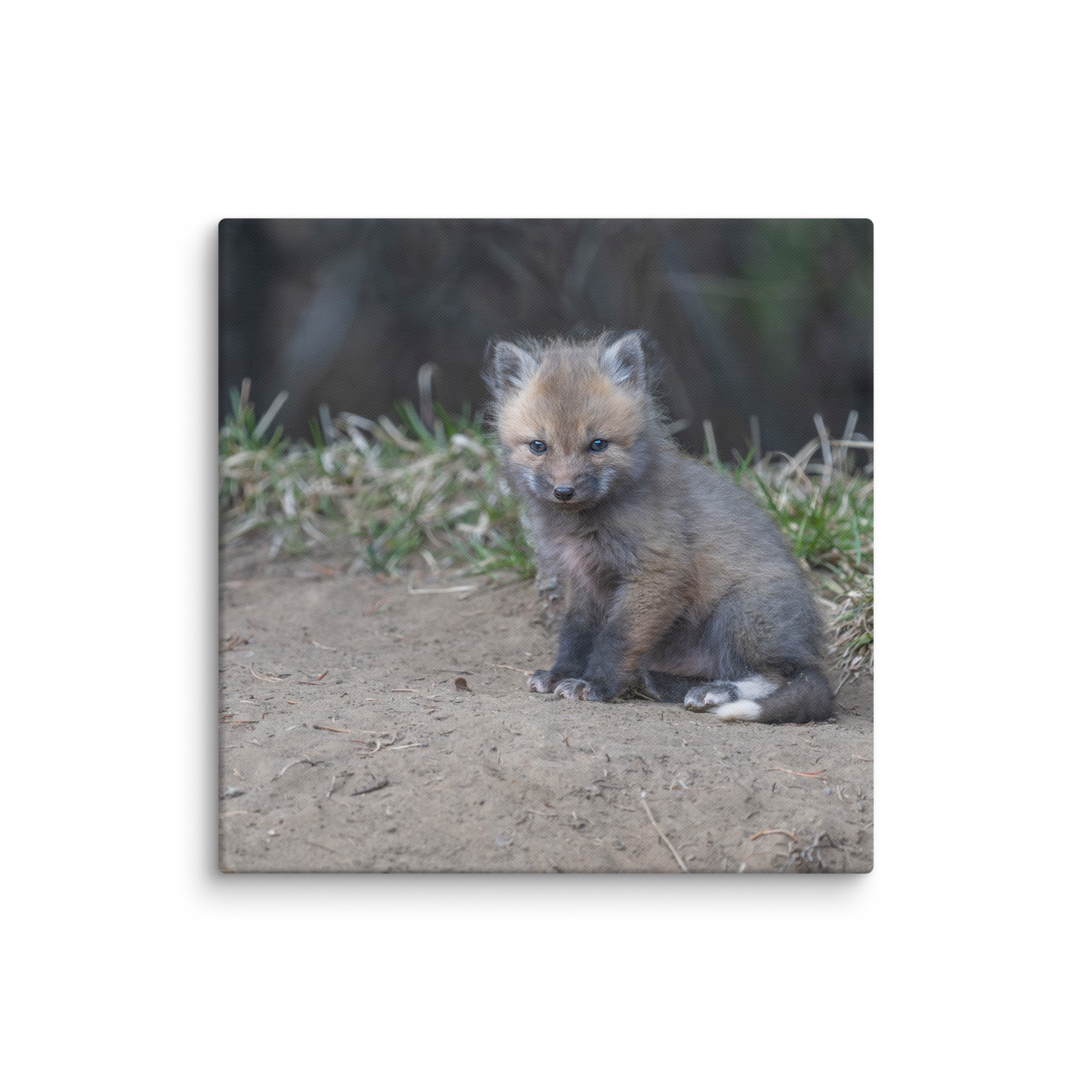 Baby Fox! Canvas - Image 11