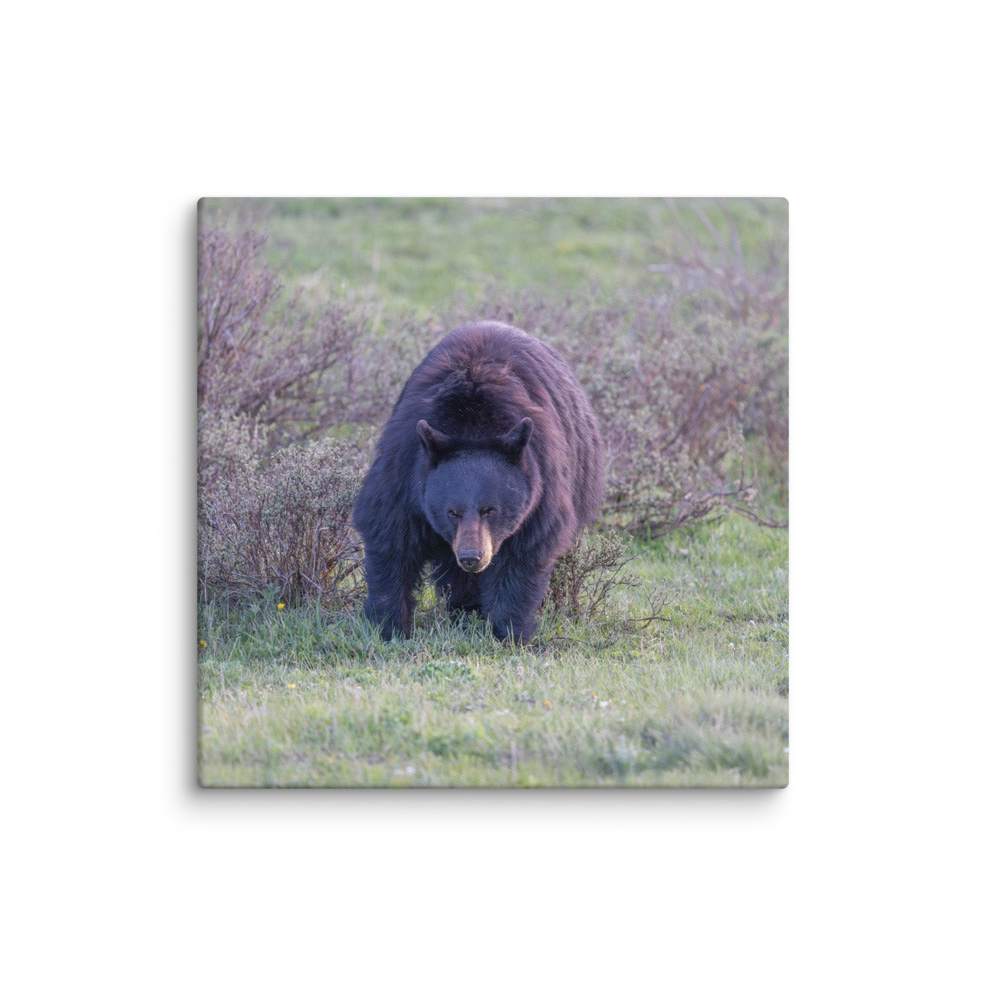 American black bear! Canvas - Image 11