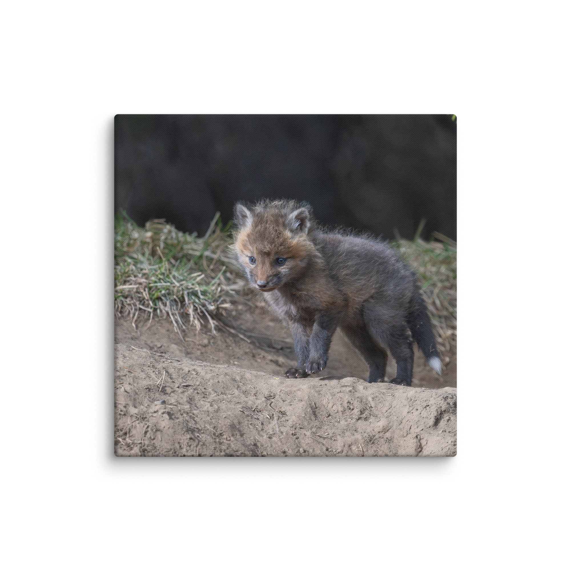Curious Fox Cub! Canvas - Image 10