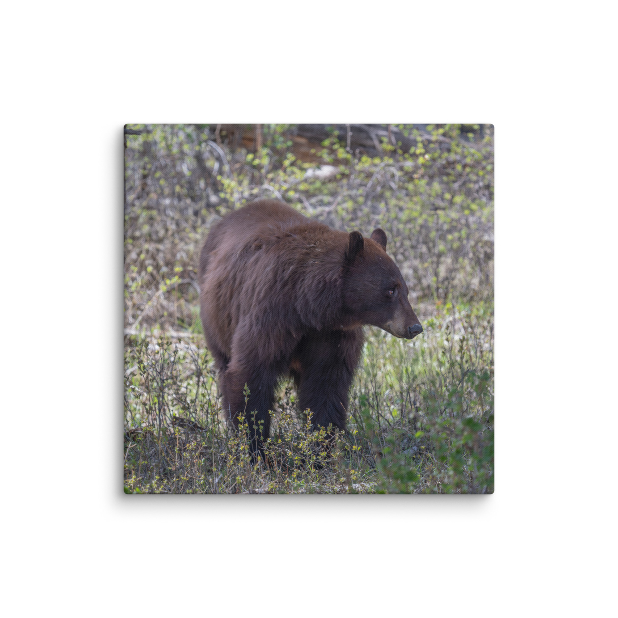 Cinnamon bear! Canvas - Image 11