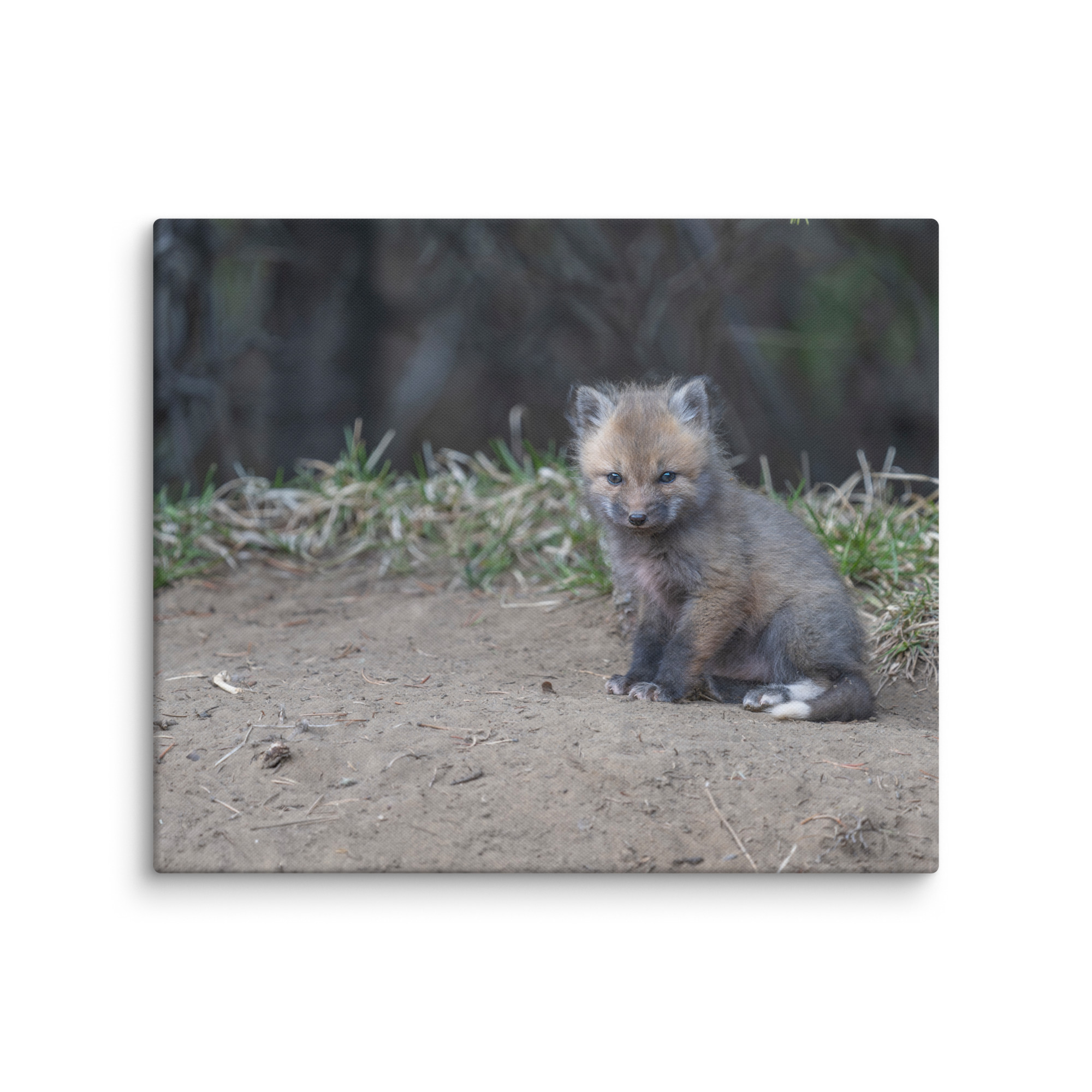Baby Fox! Canvas - Image 12
