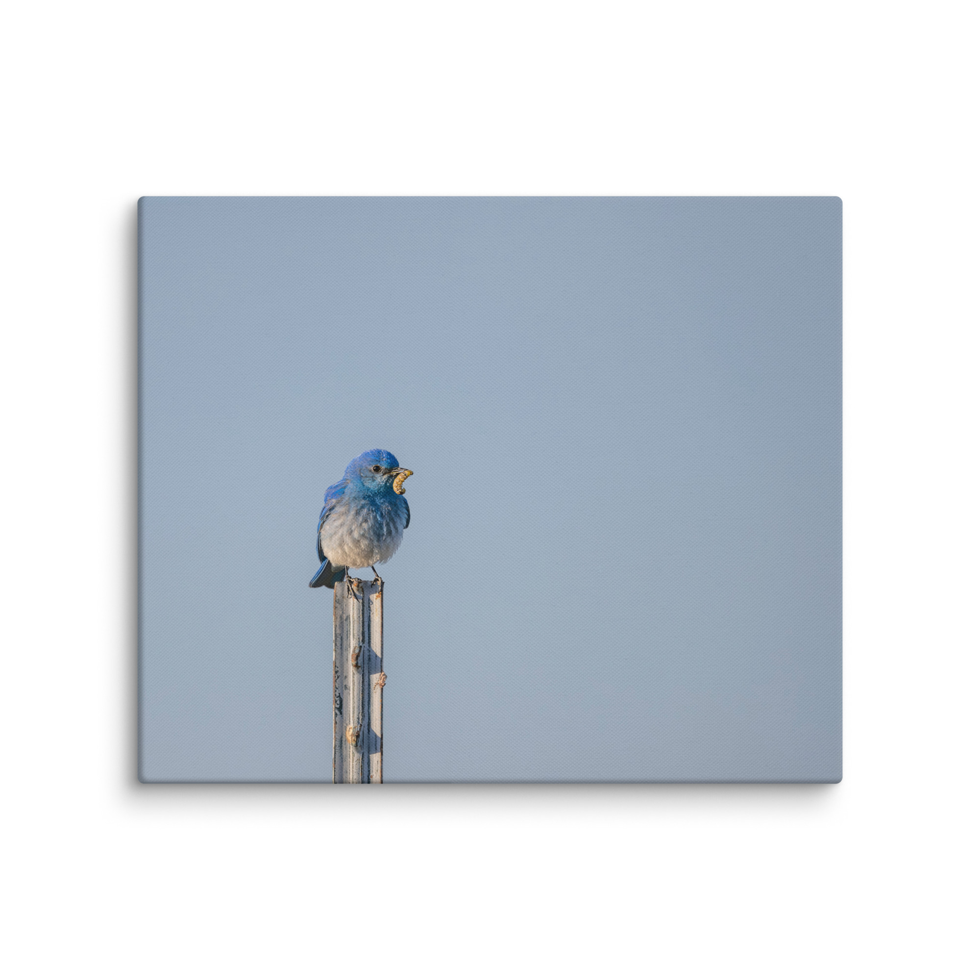 Mountain Blue Bird with food! Canvas - Image 12