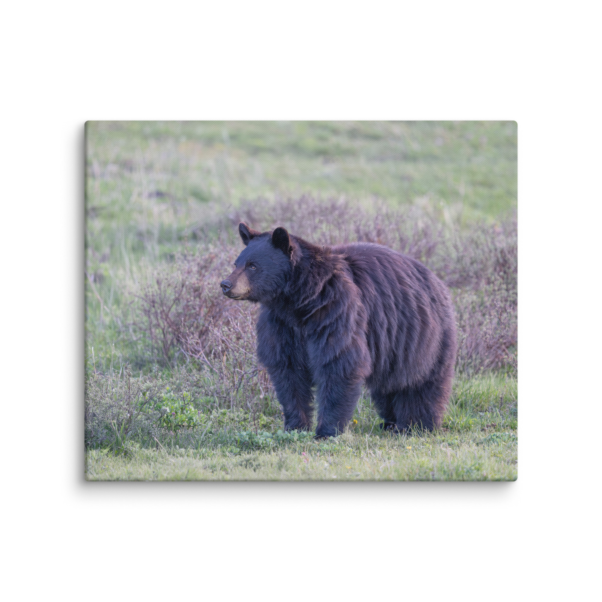 American black bear! Canvas - Image 12