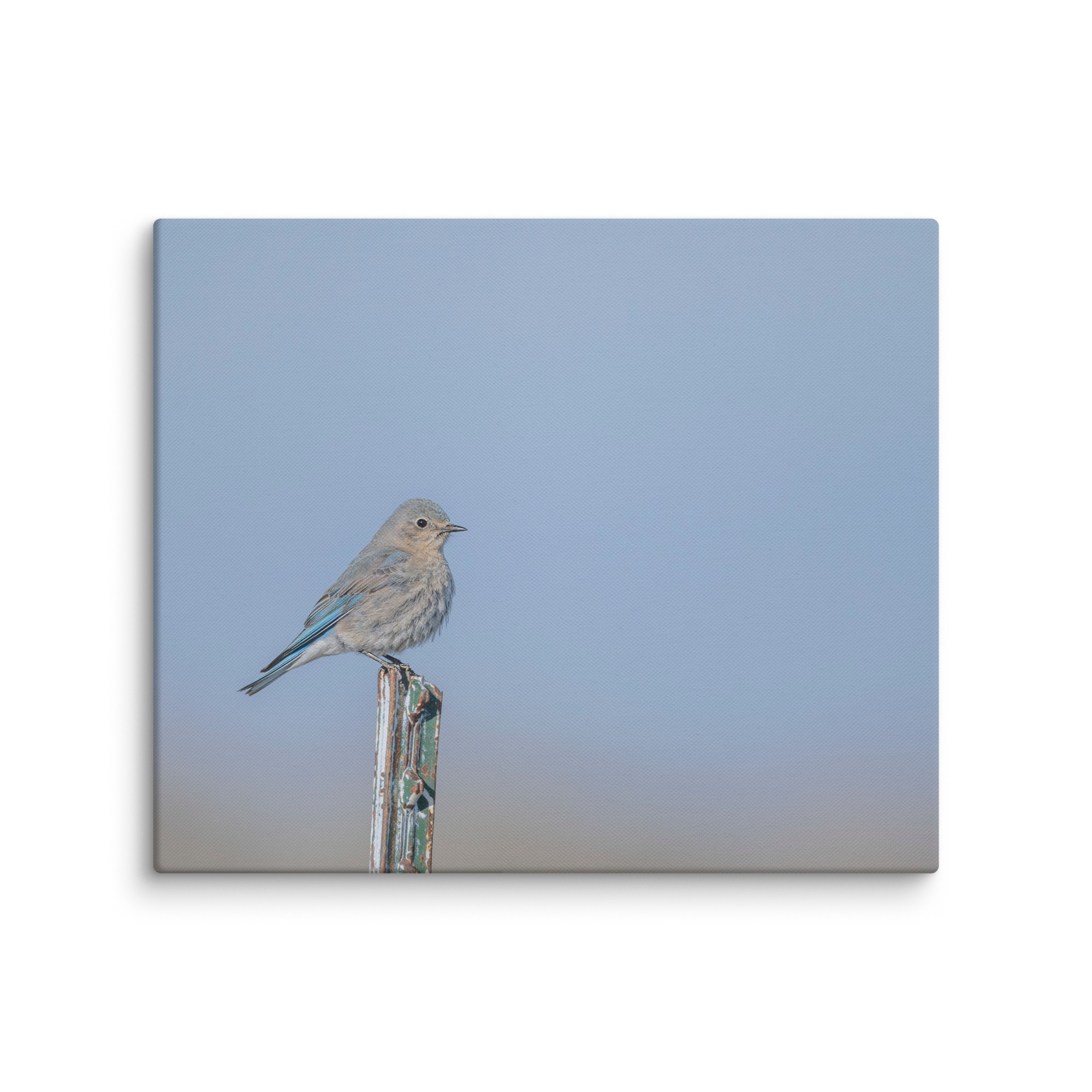 Female Mountain Bluebird! Canvas - Image 12