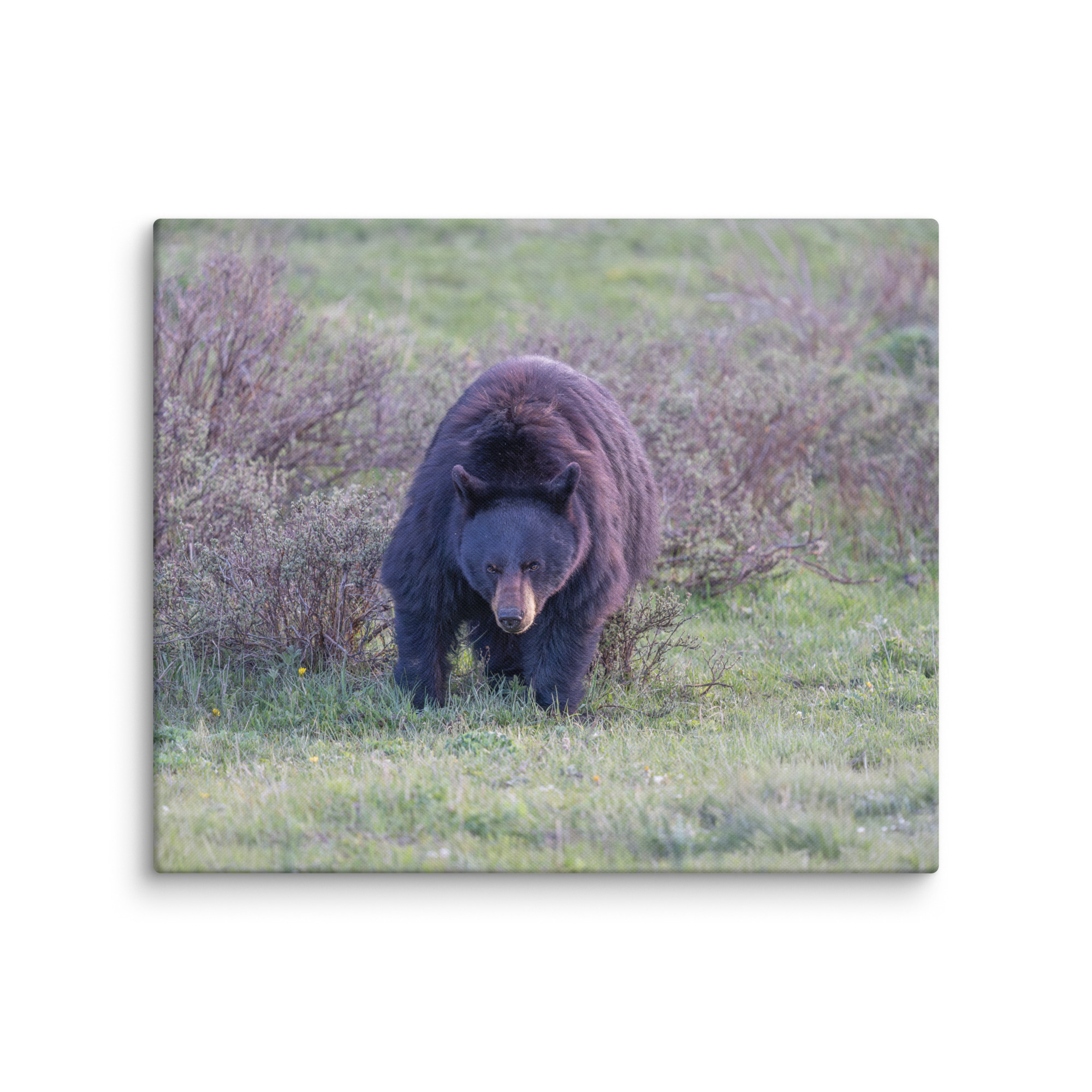 American black bear! Canvas - Image 12