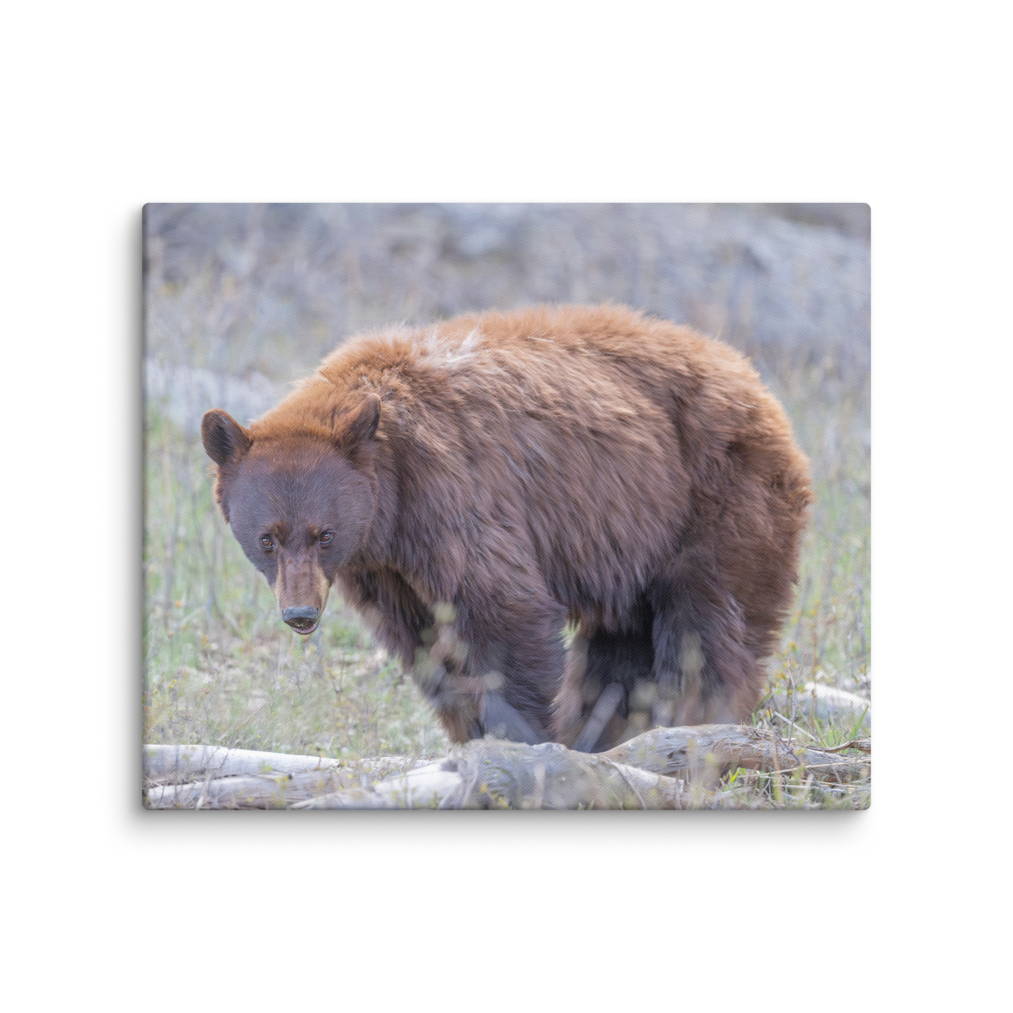 Cinnamon bear! Canvas - Image 8