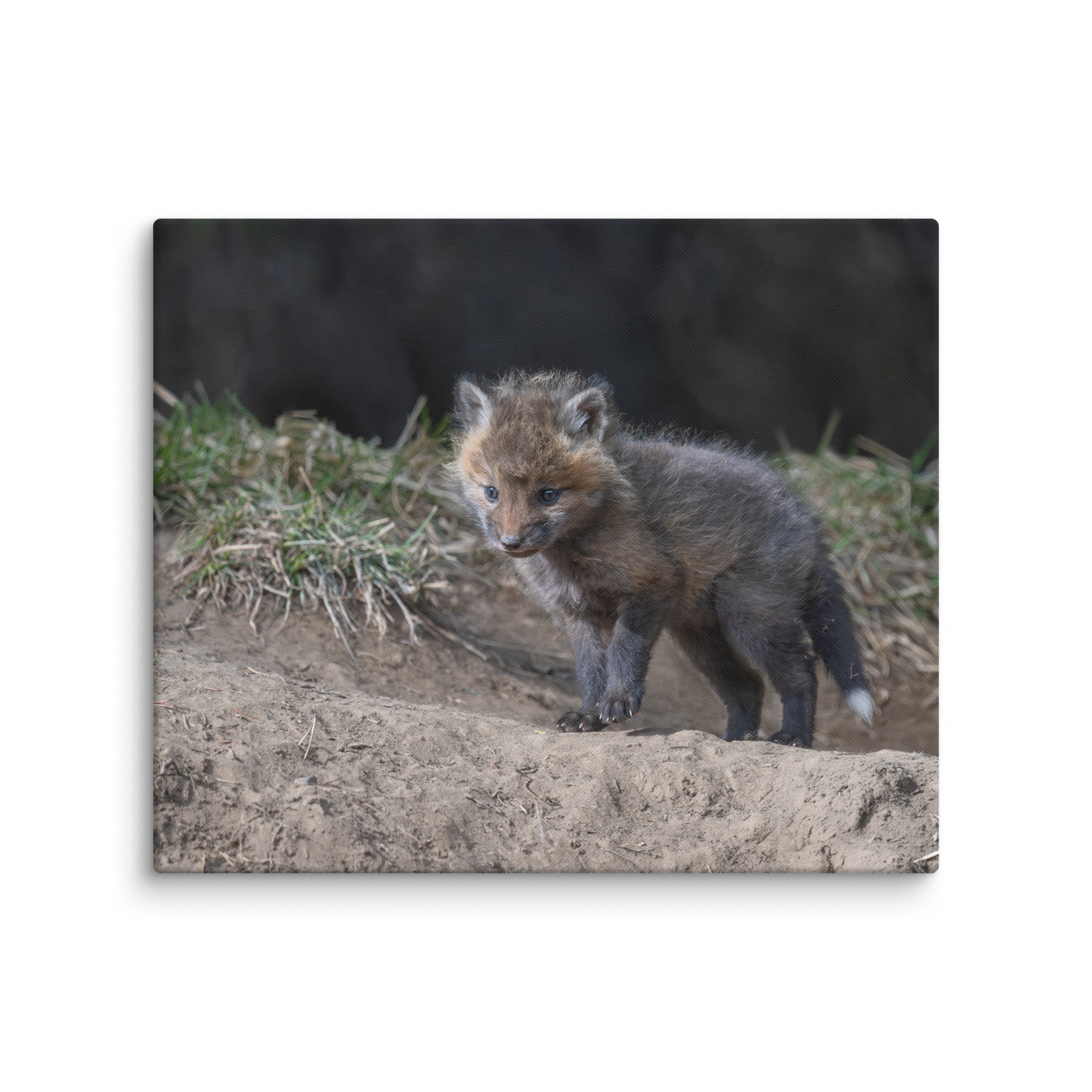 Curious Fox Cub! Canvas - Image 11