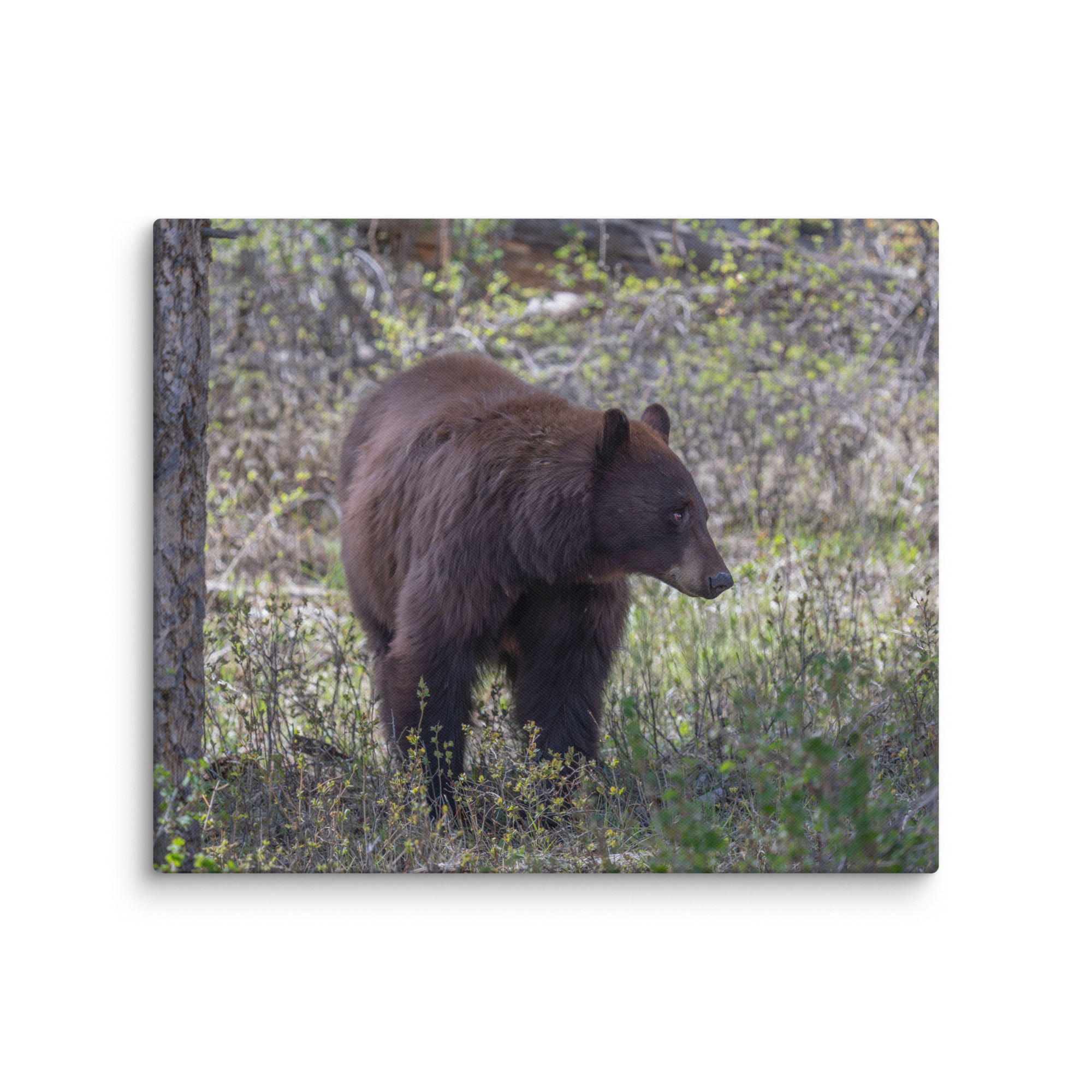 Cinnamon bear! Canvas - Image 12