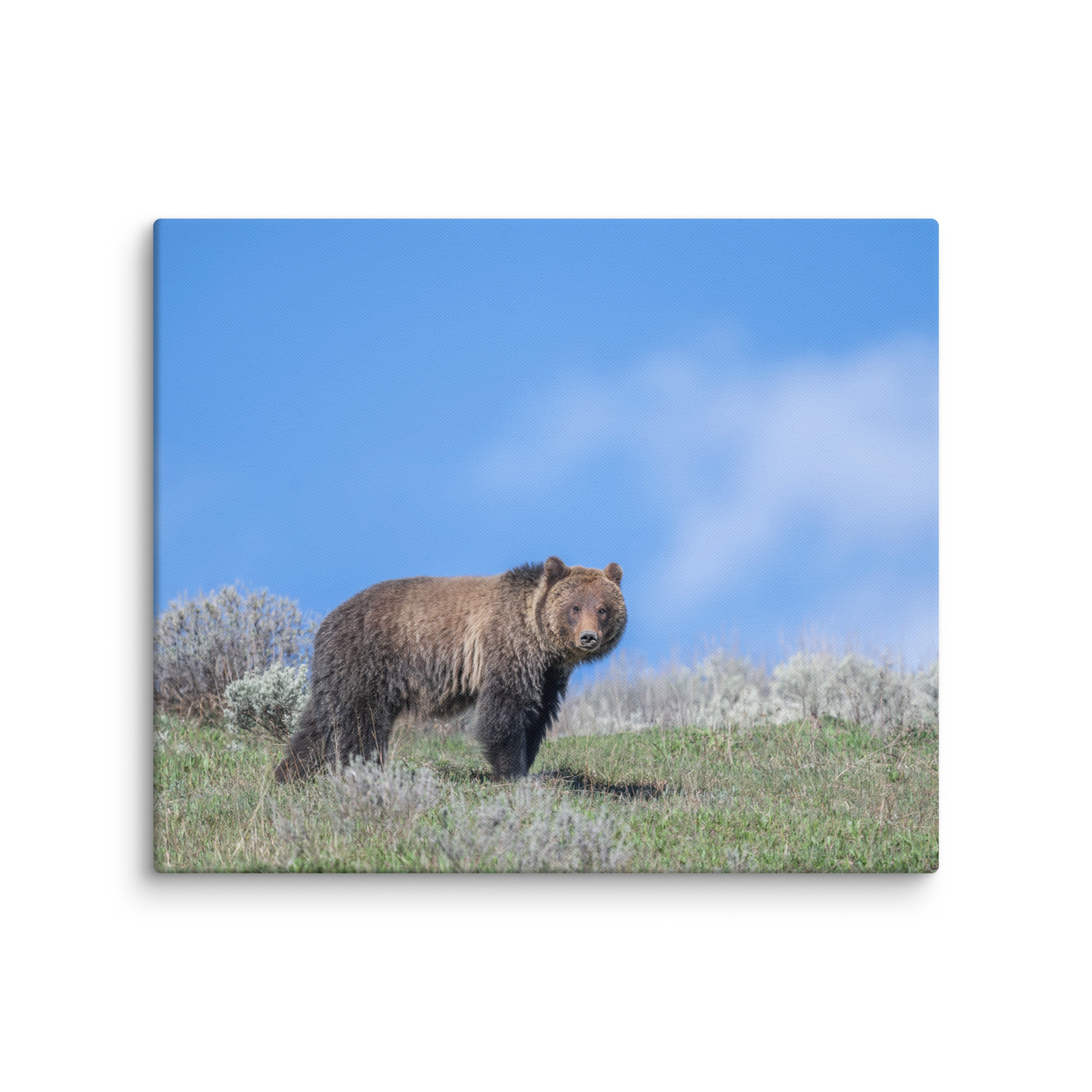 Gentle Brown Eyes in a Blue Sky! Canvas - Image 12