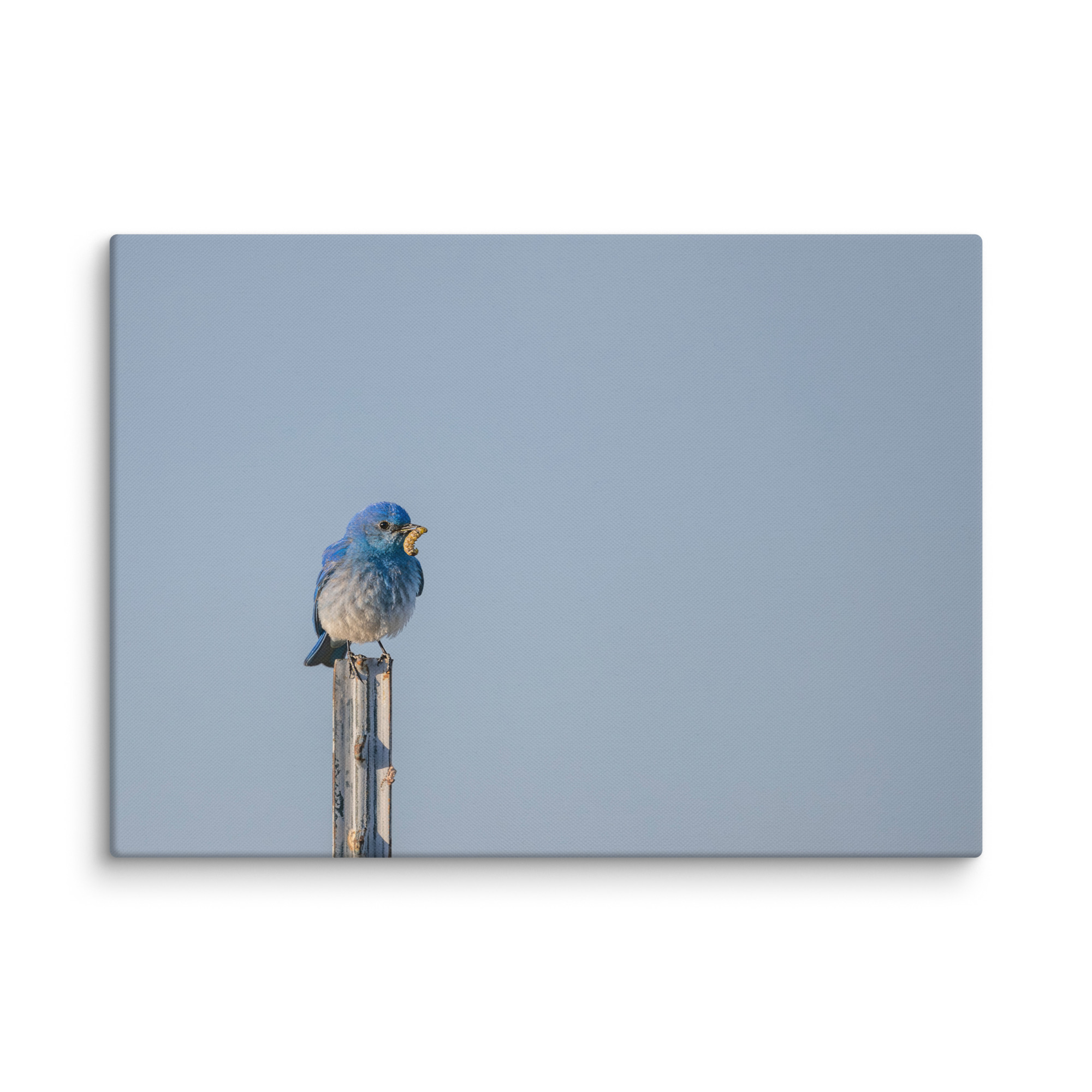 Mountain Blue Bird with food! Canvas - Image 13