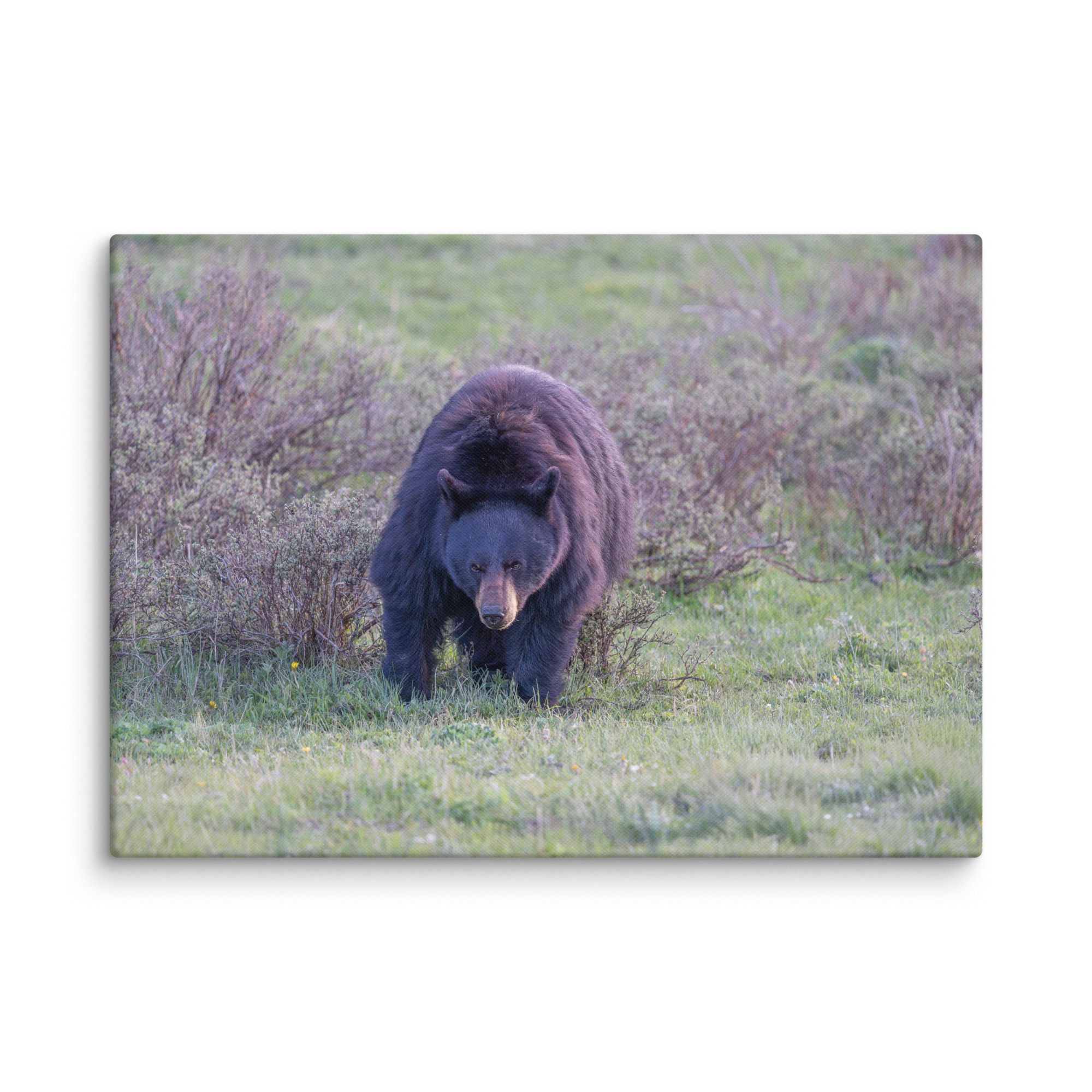 American black bear! Canvas - Image 13