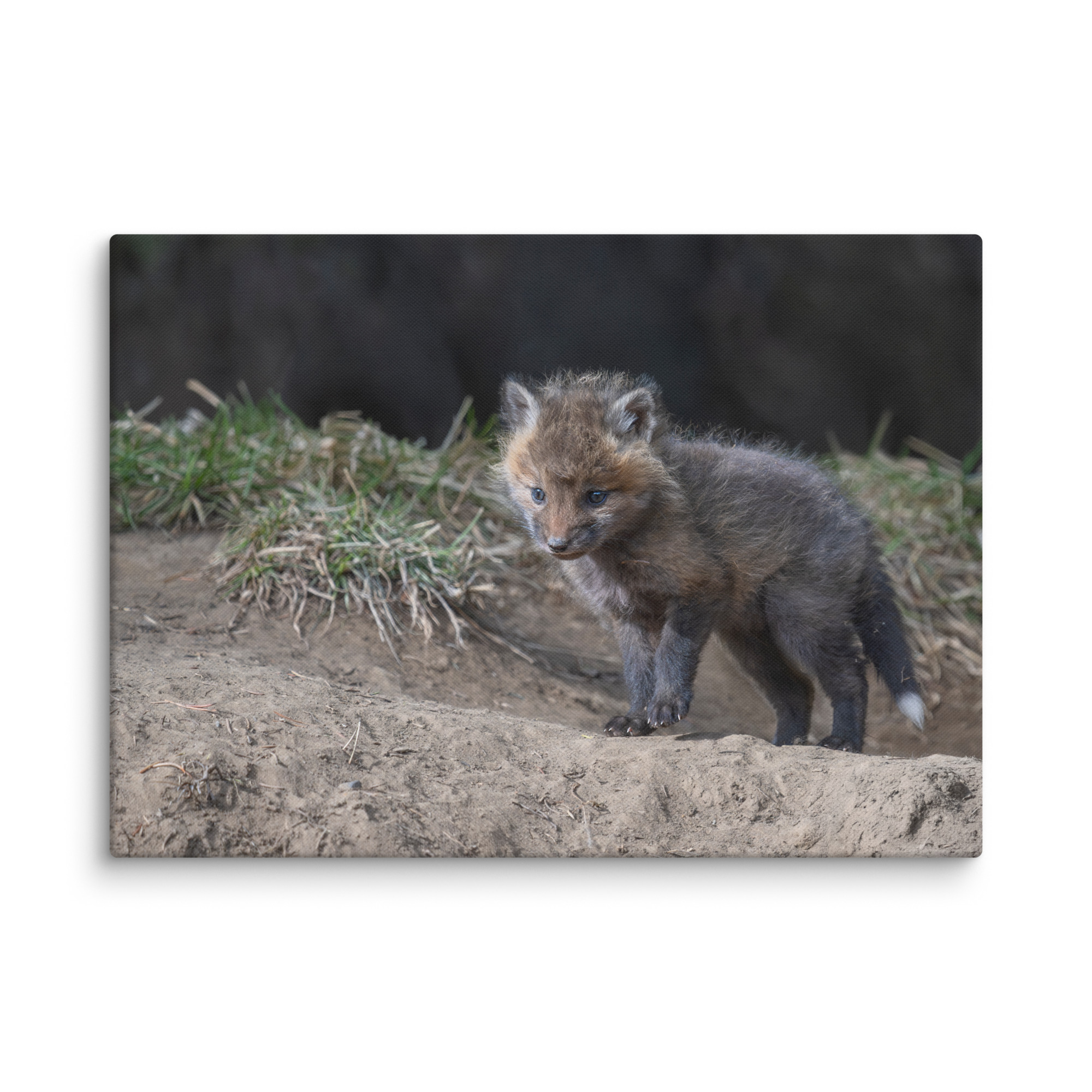 Curious Fox Cub! Canvas - Image 12
