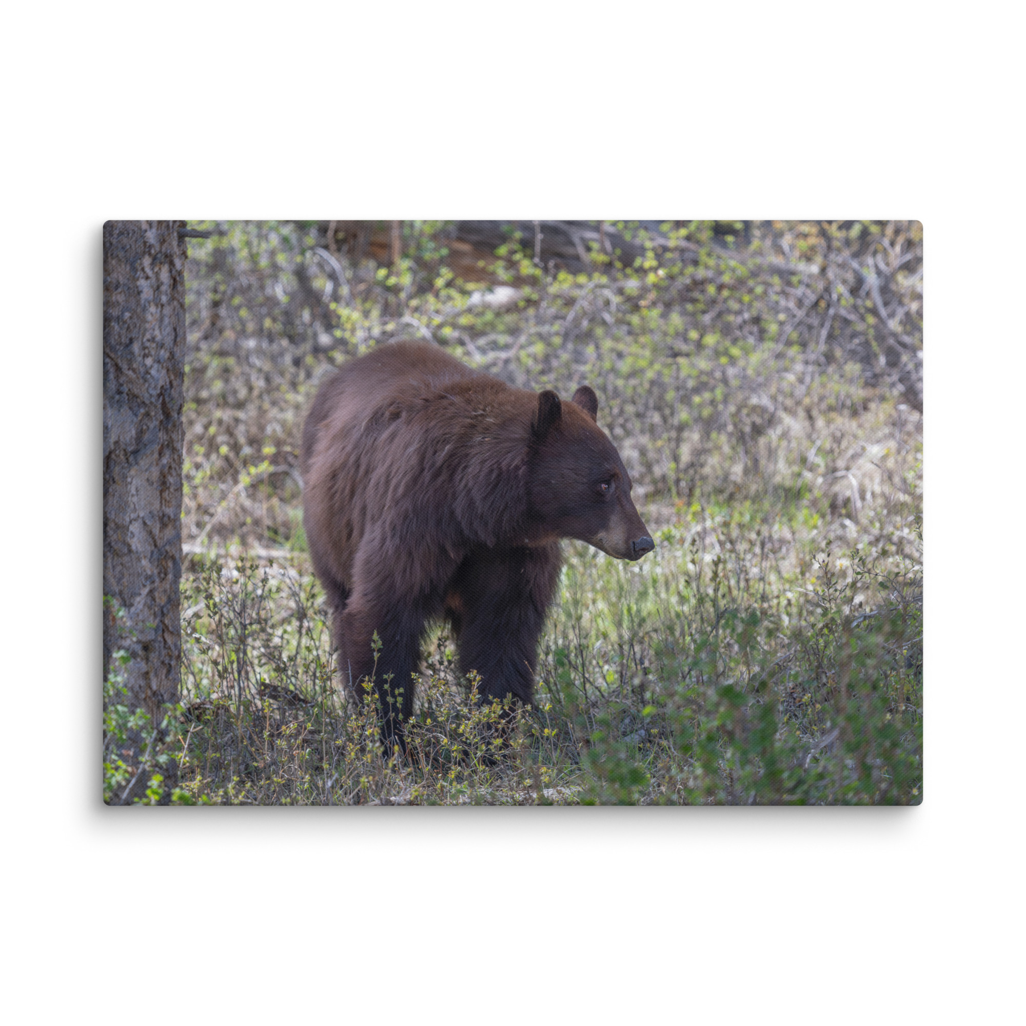 Cinnamon bear! Canvas - Image 13