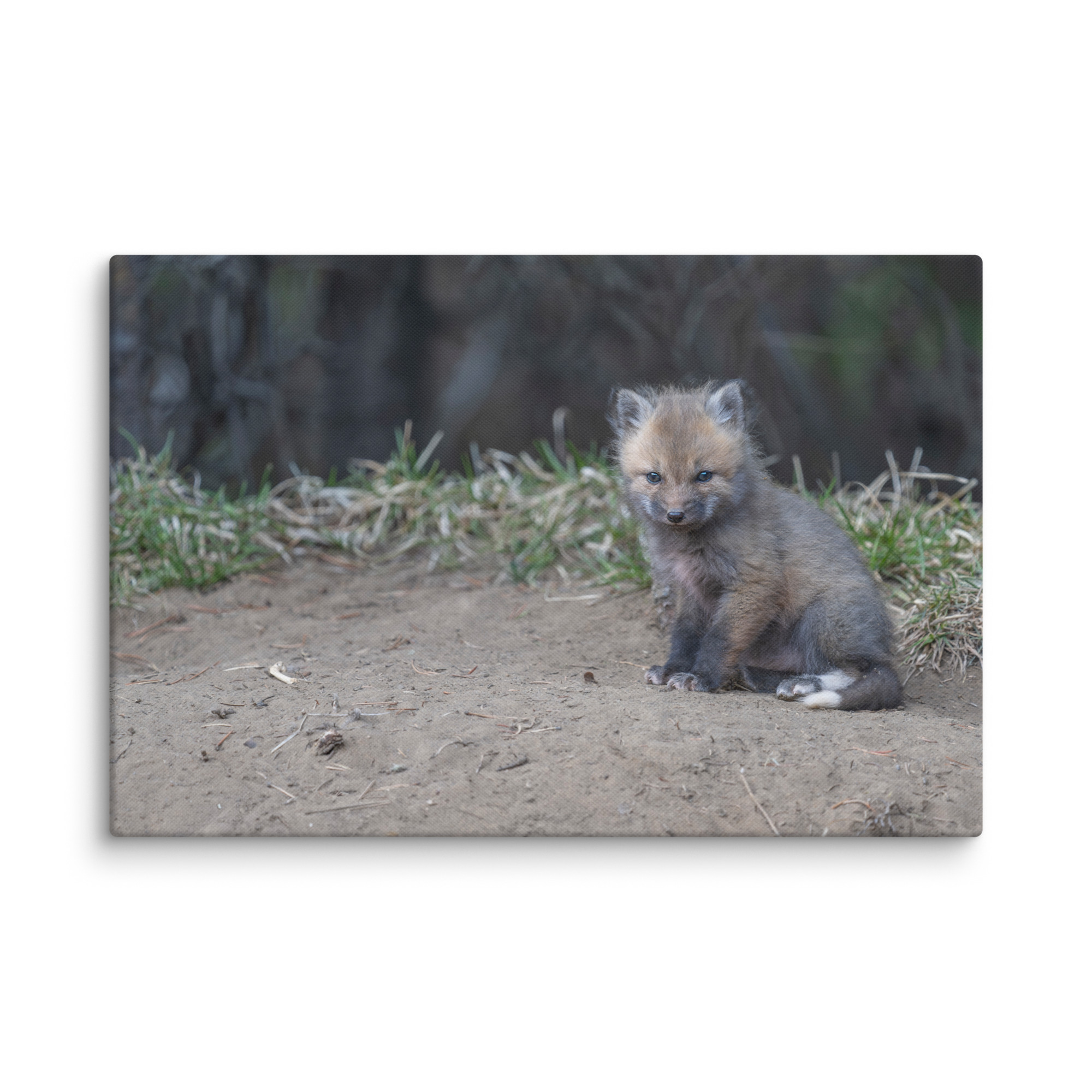 Baby Fox! Canvas - Image 14