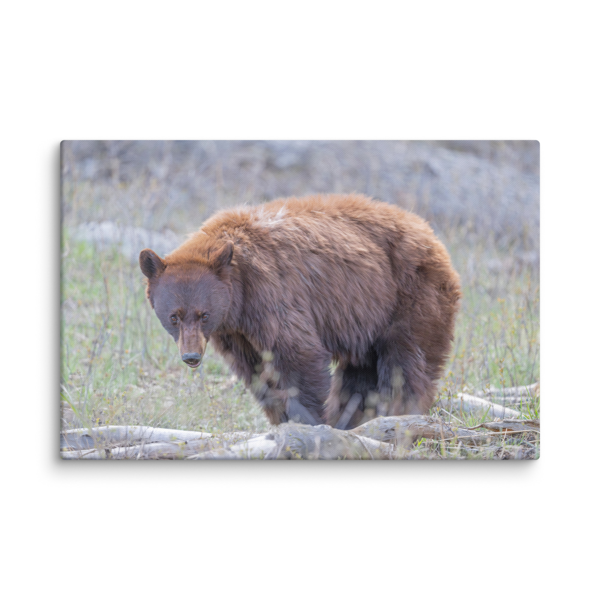 Cinnamon bear! Canvas - Image 10