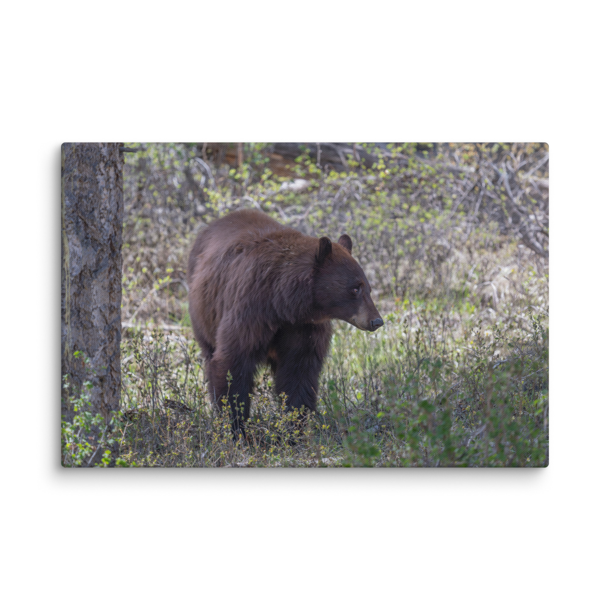 Cinnamon bear! Canvas - Image 14