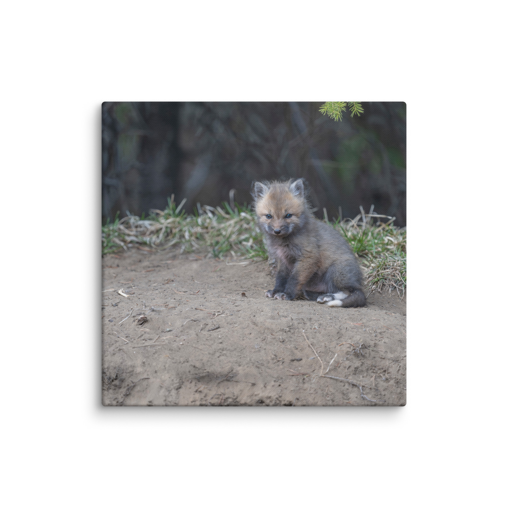 Baby Fox! Canvas - Image 15