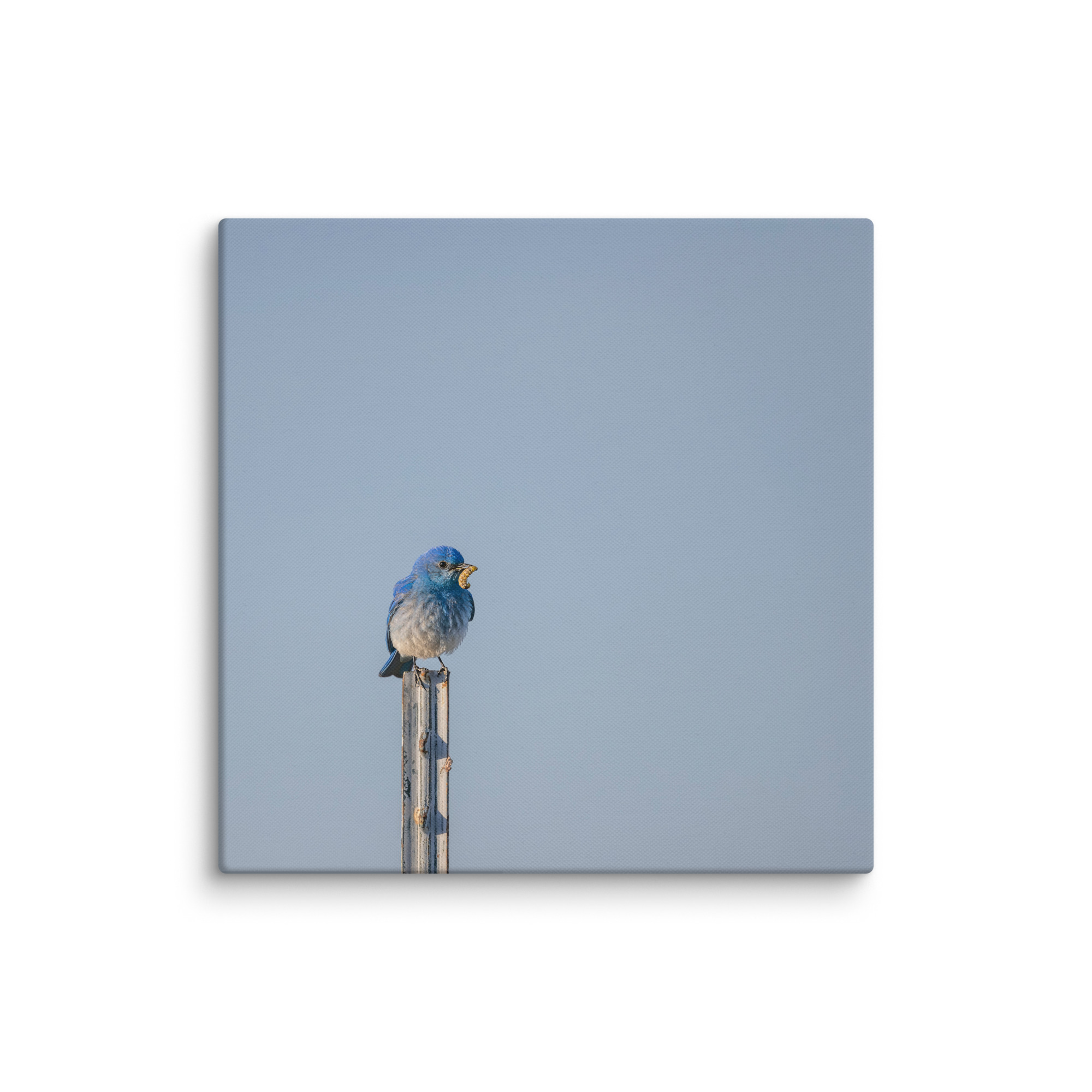 Mountain Blue Bird with food! Canvas - Image 14