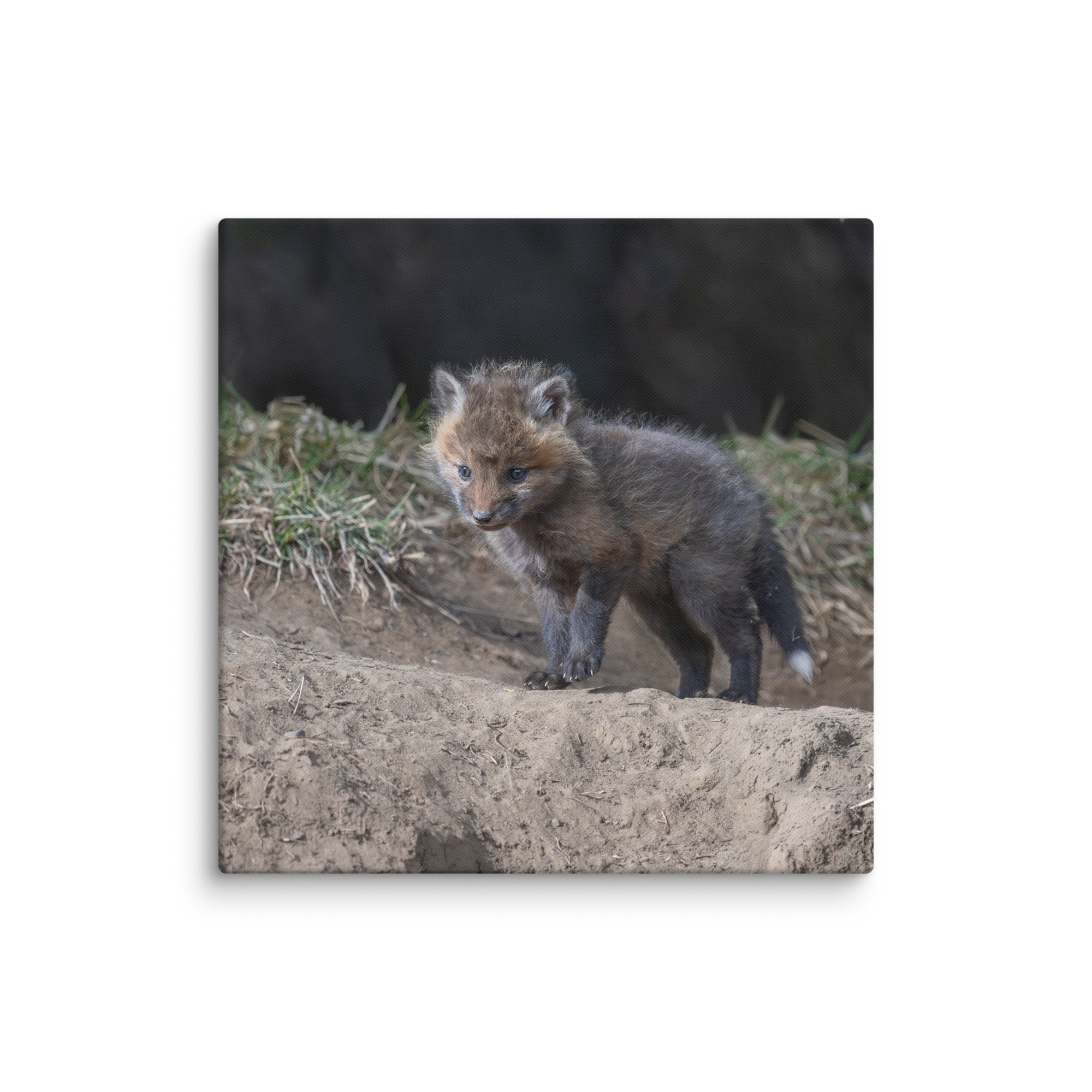 Curious Fox Cub! Canvas - Image 13