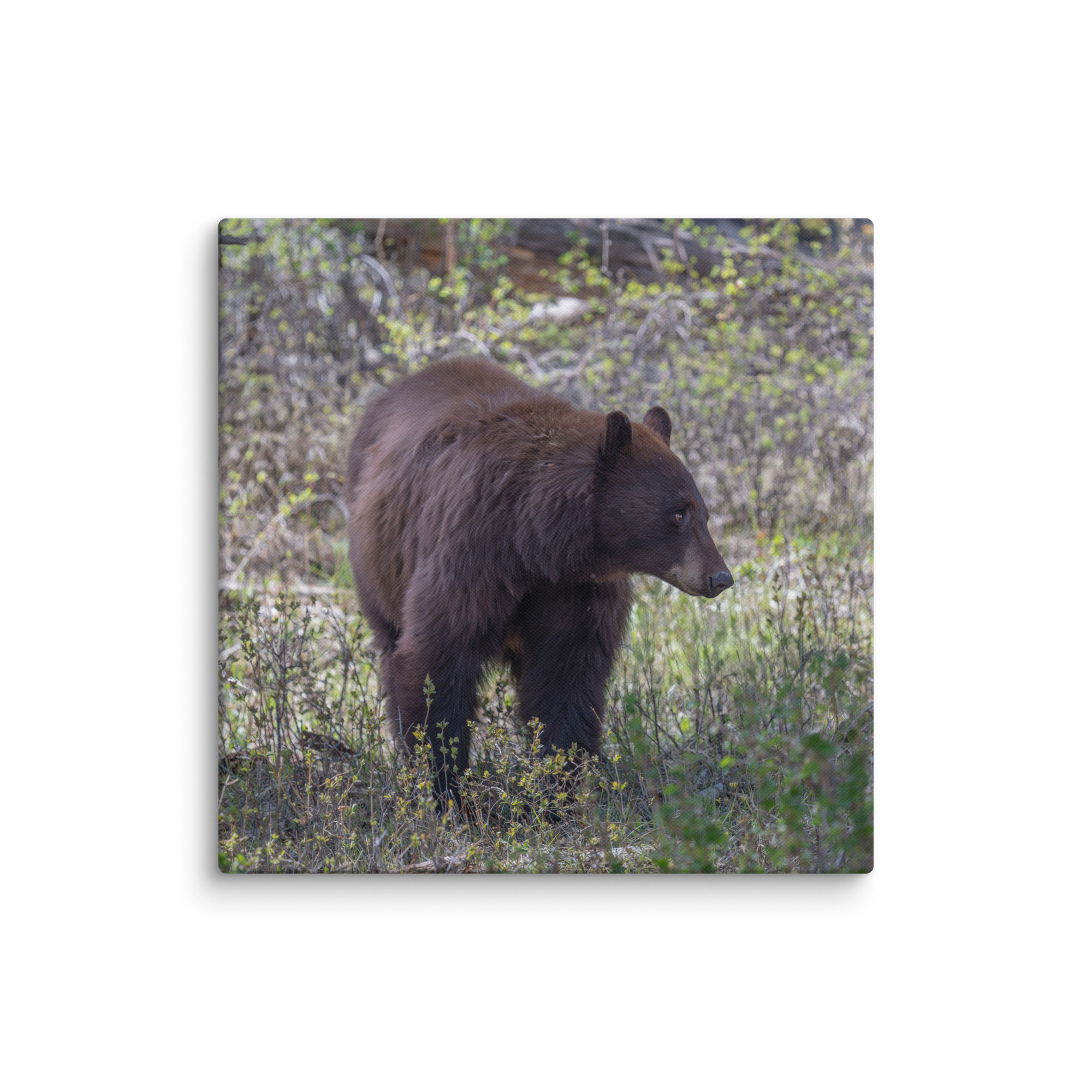 Cinnamon bear! Canvas - Image 15