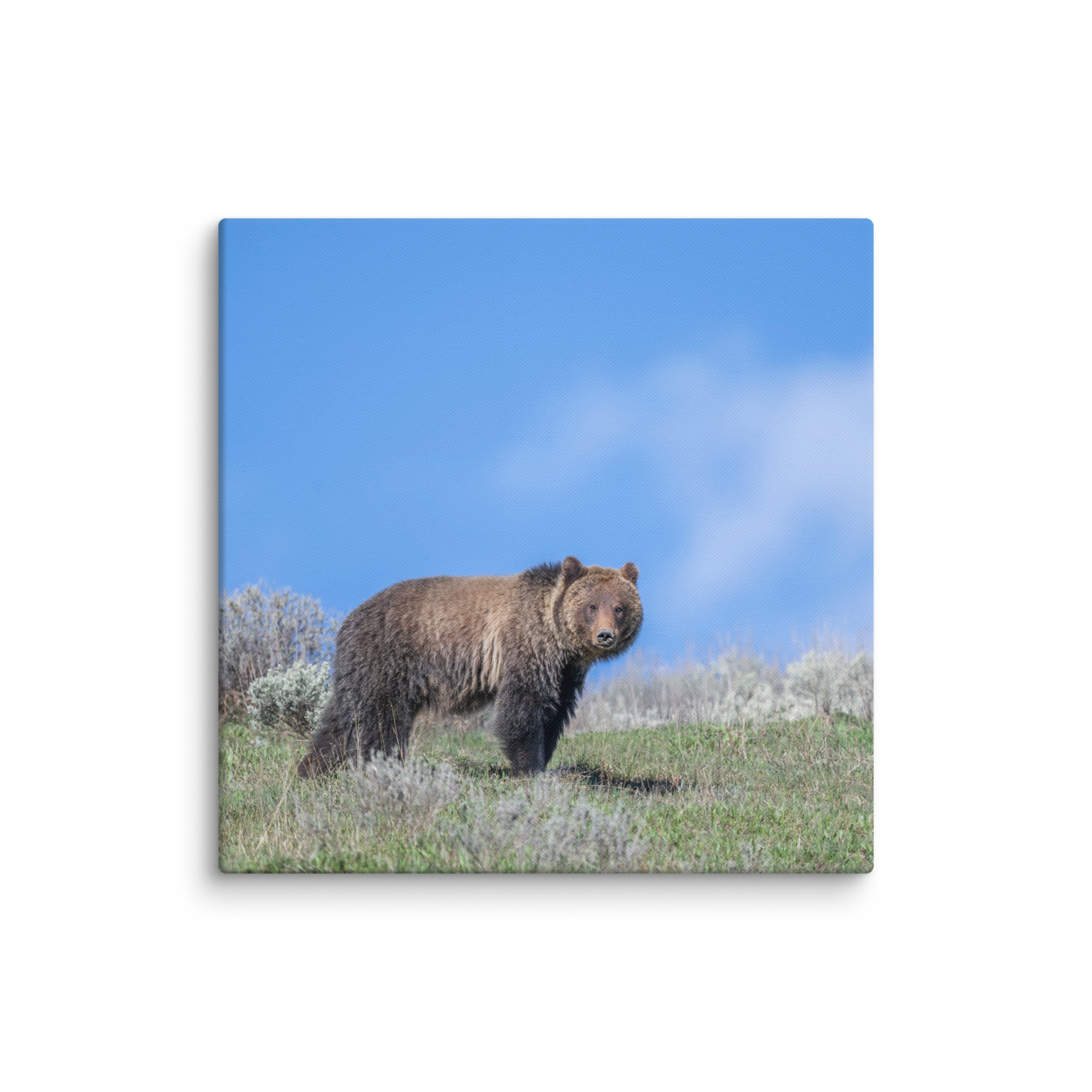 Gentle Brown Eyes in a Blue Sky! Canvas - Image 15
