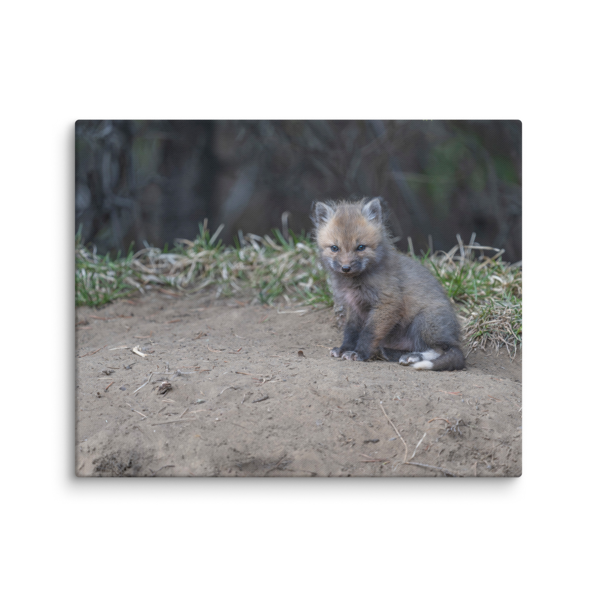 Baby Fox! Canvas - Image 16