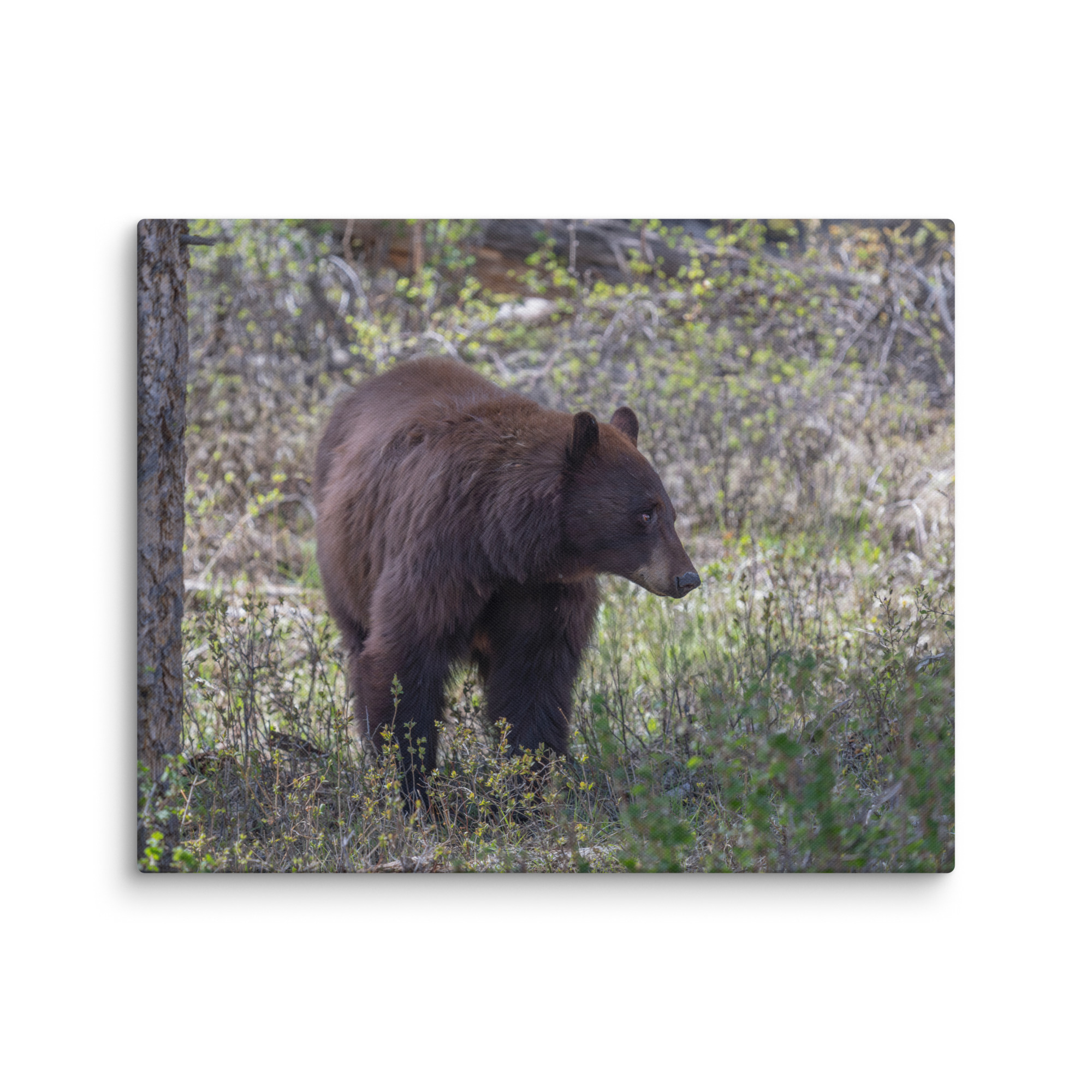 Cinnamon bear! Canvas - Image 16