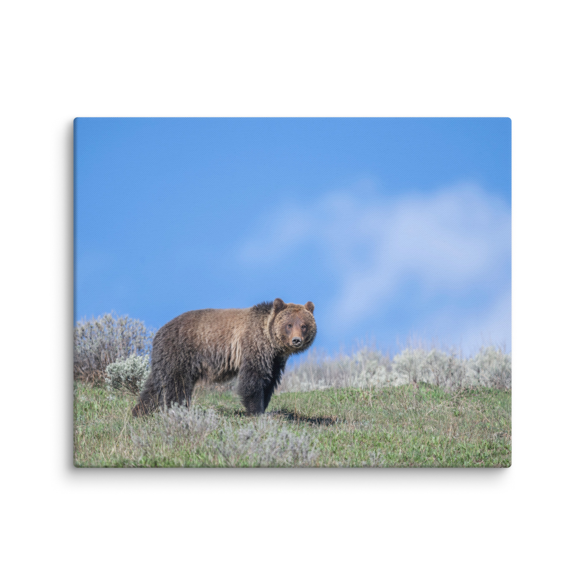 Gentle Brown Eyes in a Blue Sky! Canvas - Image 16