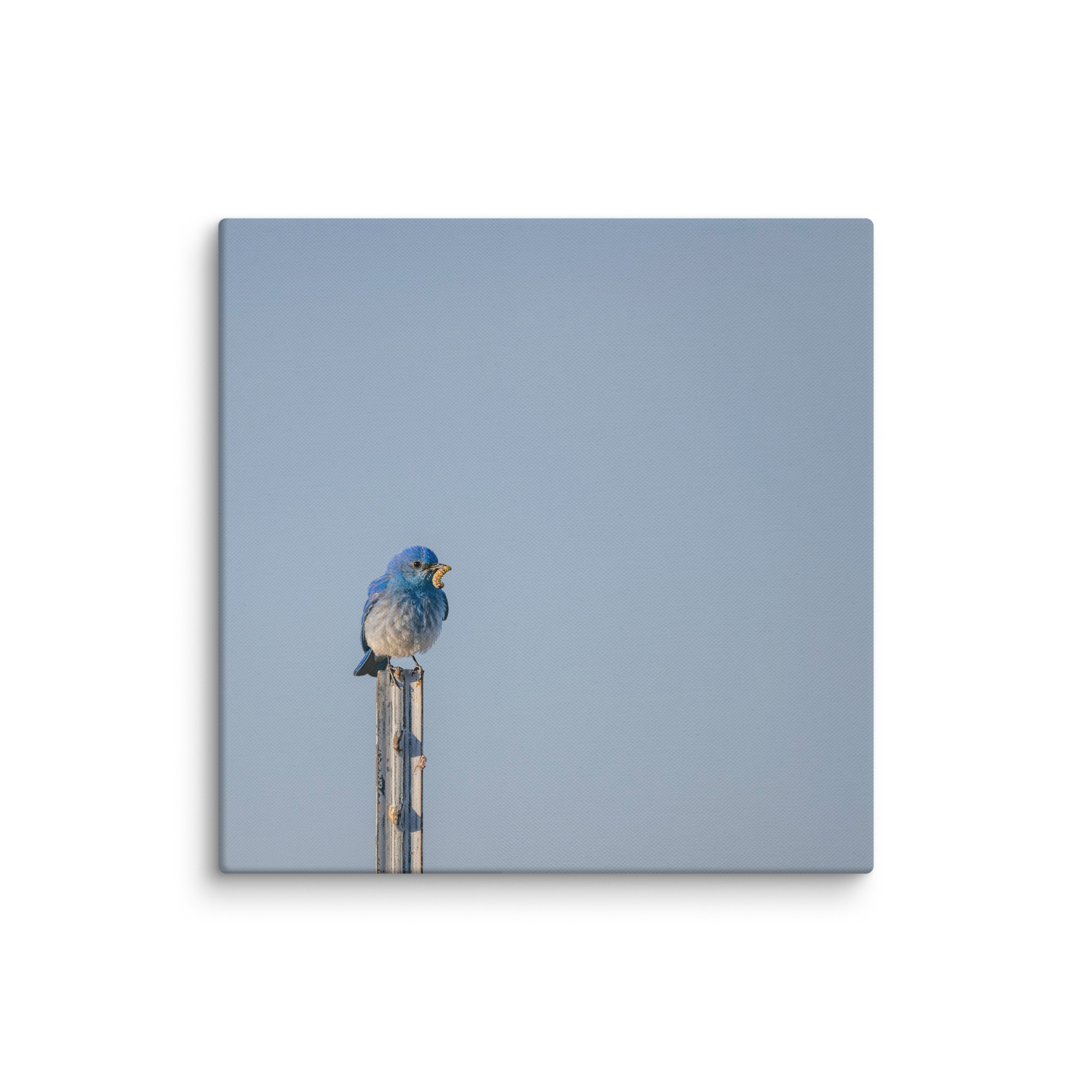 Mountain Blue Bird with food! Canvas - Image 15