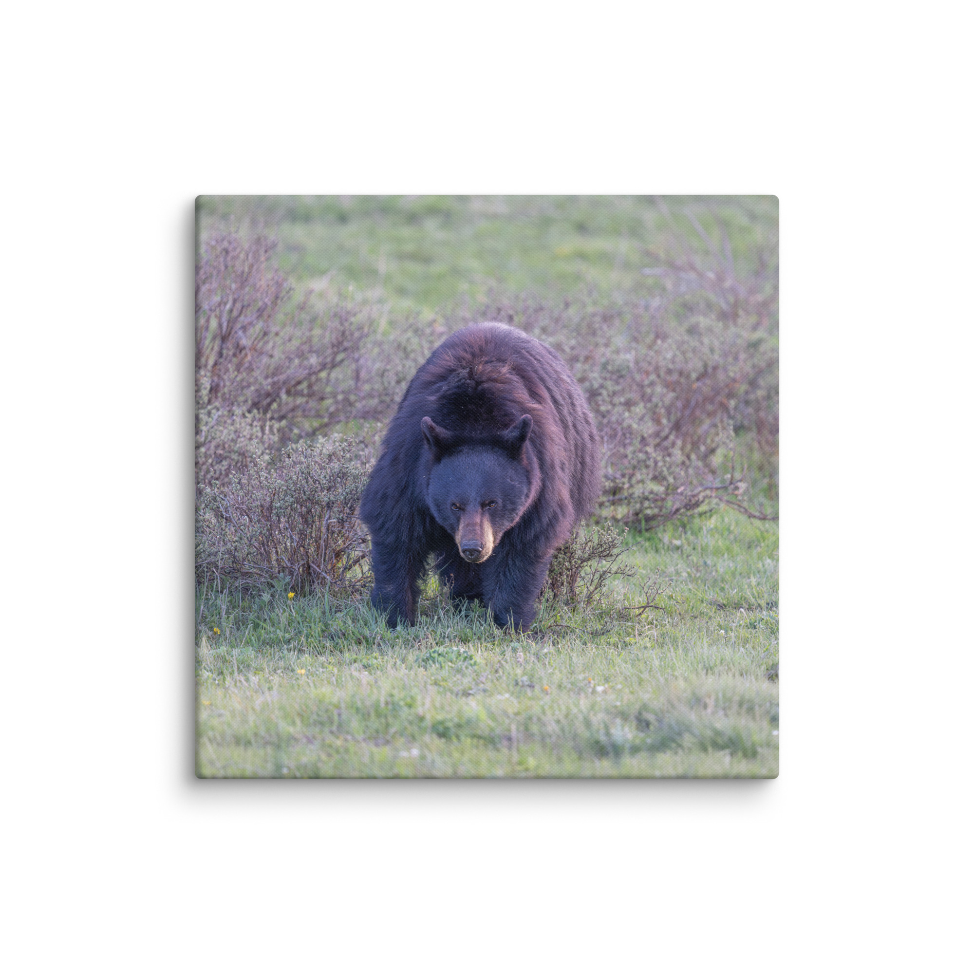 American black bear! Canvas - Image 15