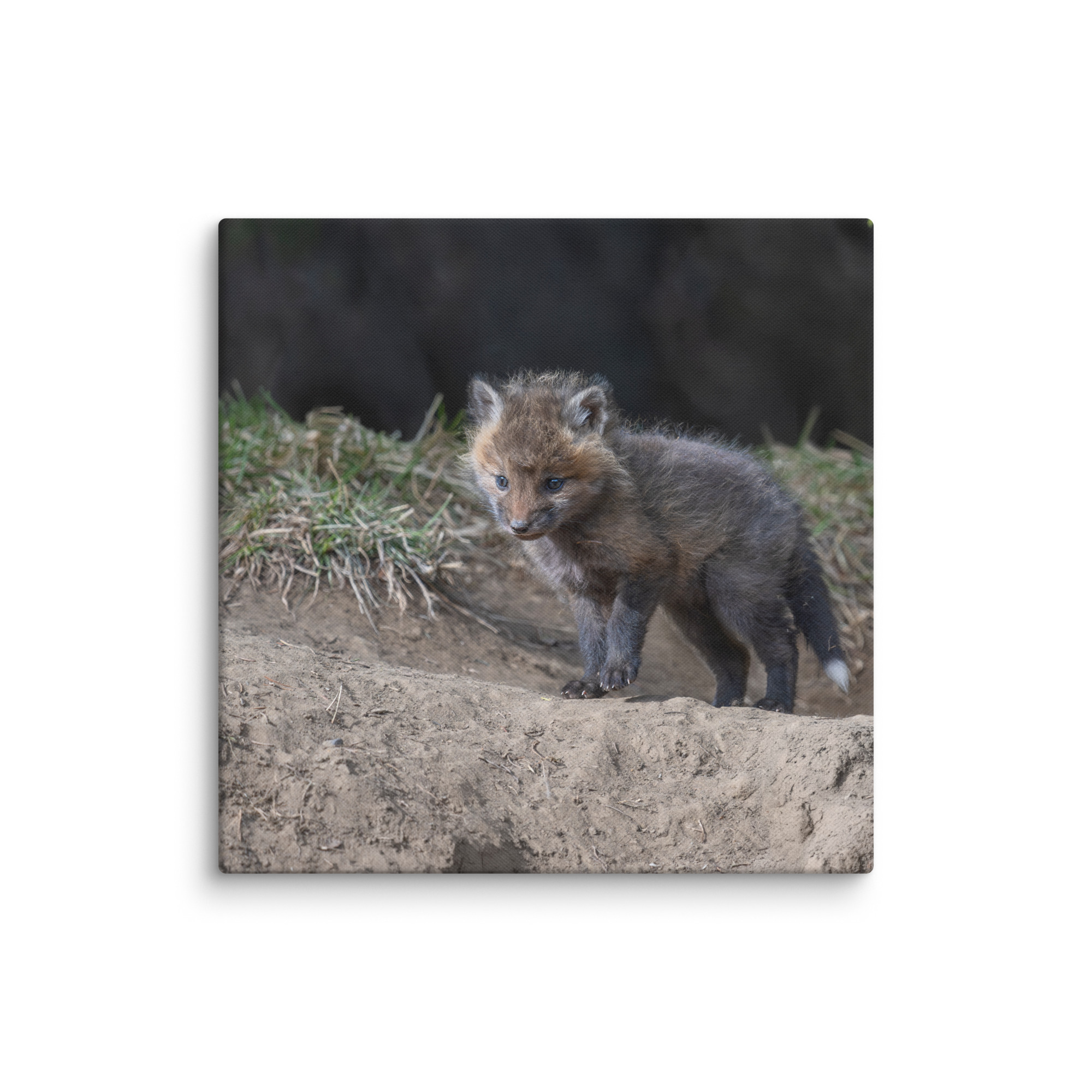 Curious Fox Cub! Canvas - Image 14