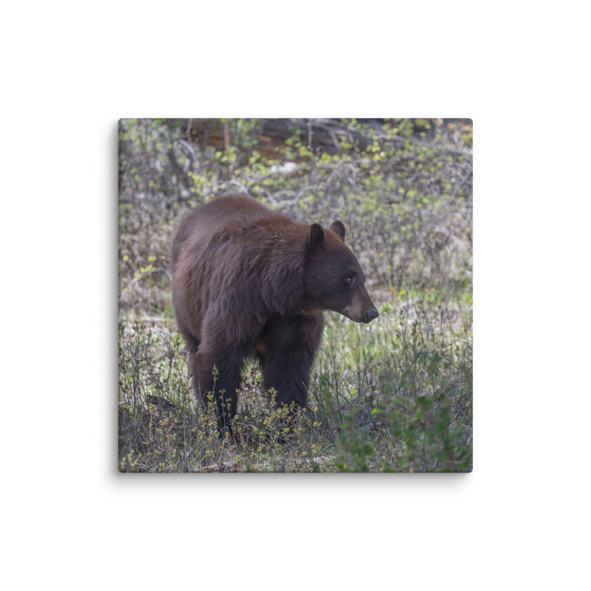Cinnamon bear! Canvas - Image 17