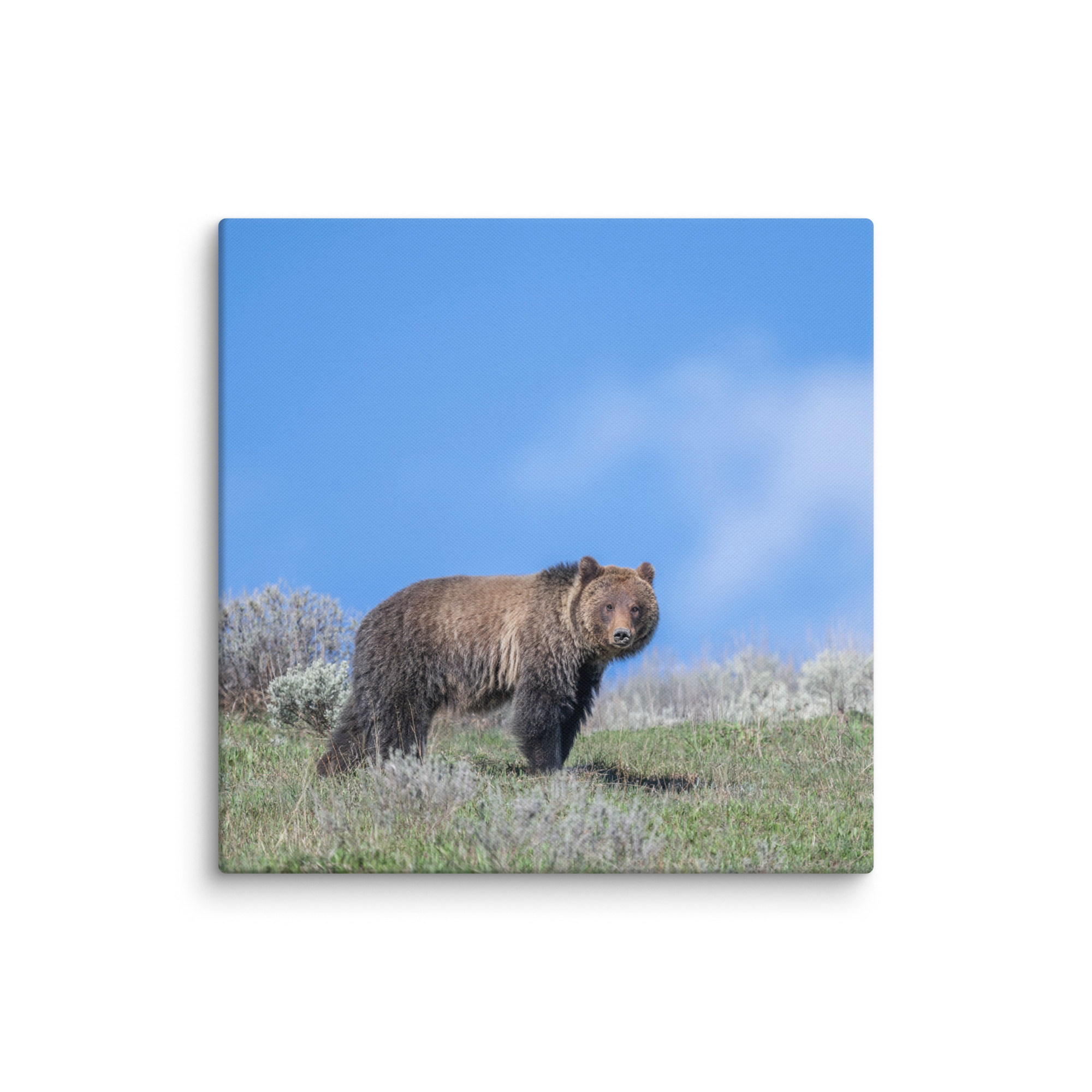 Gentle Brown Eyes in a Blue Sky! Canvas - Image 17