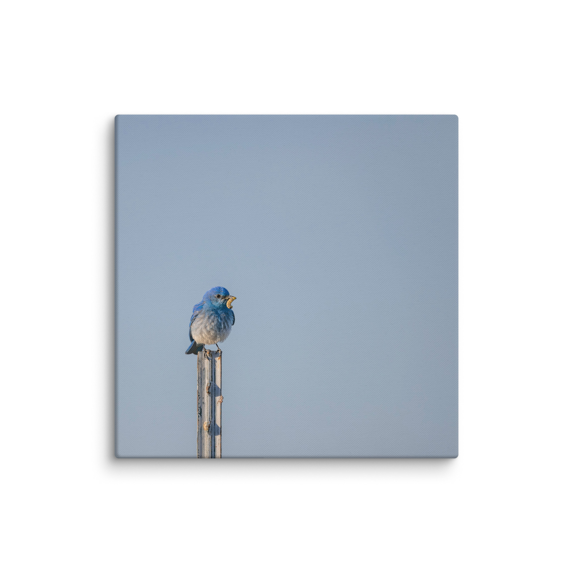 Mountain Blue Bird with food! Canvas - Image 16