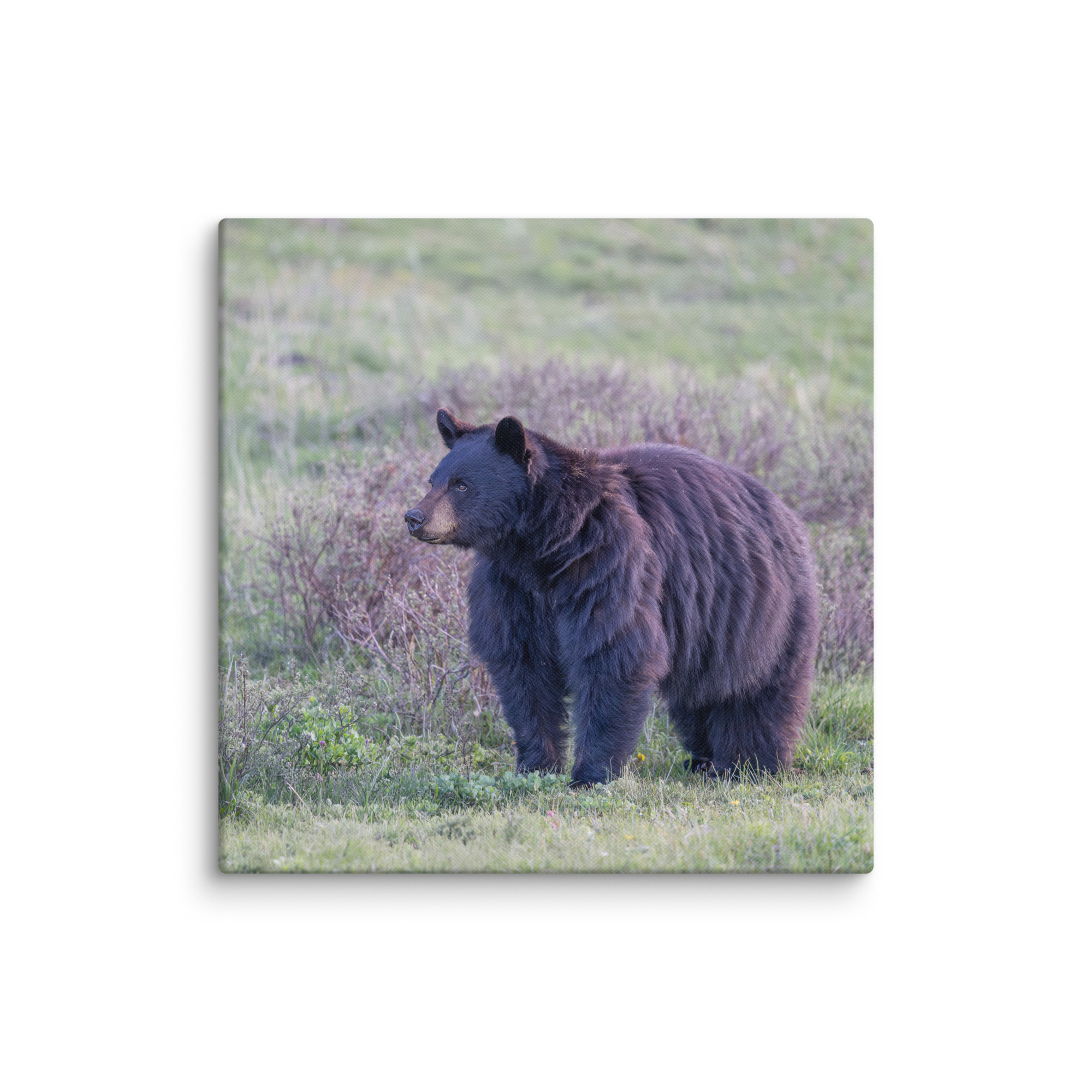 American black bear! Canvas - Image 16