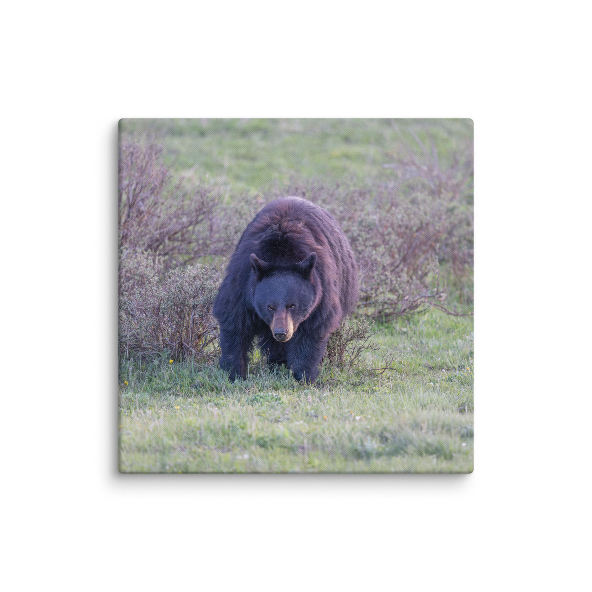 American black bear! Canvas - Image 16