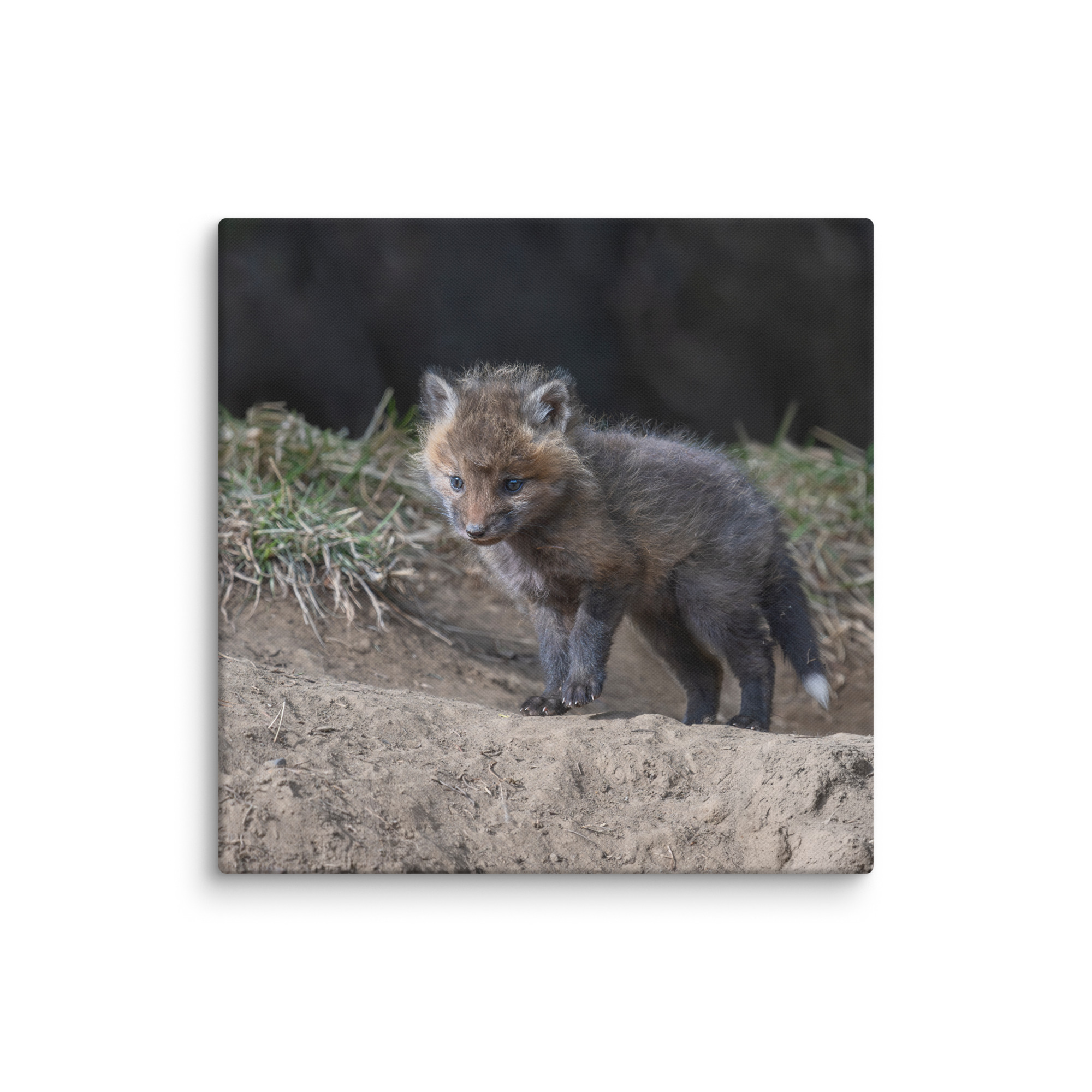 Curious Fox Cub! Canvas - Image 15