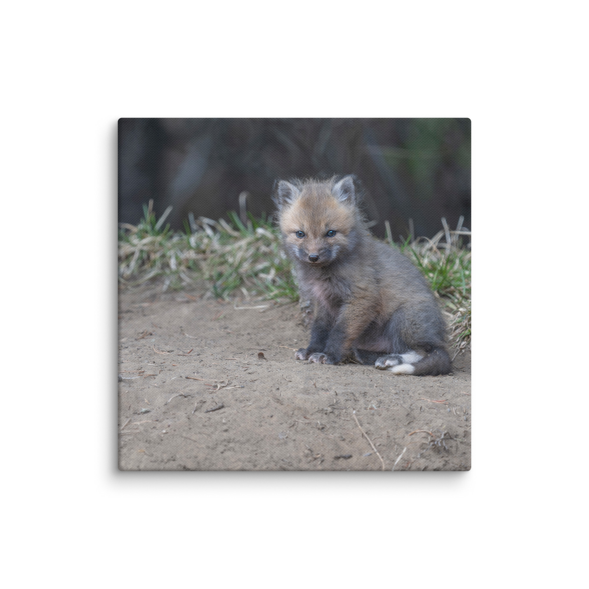 Baby Fox! Canvas - Image 19