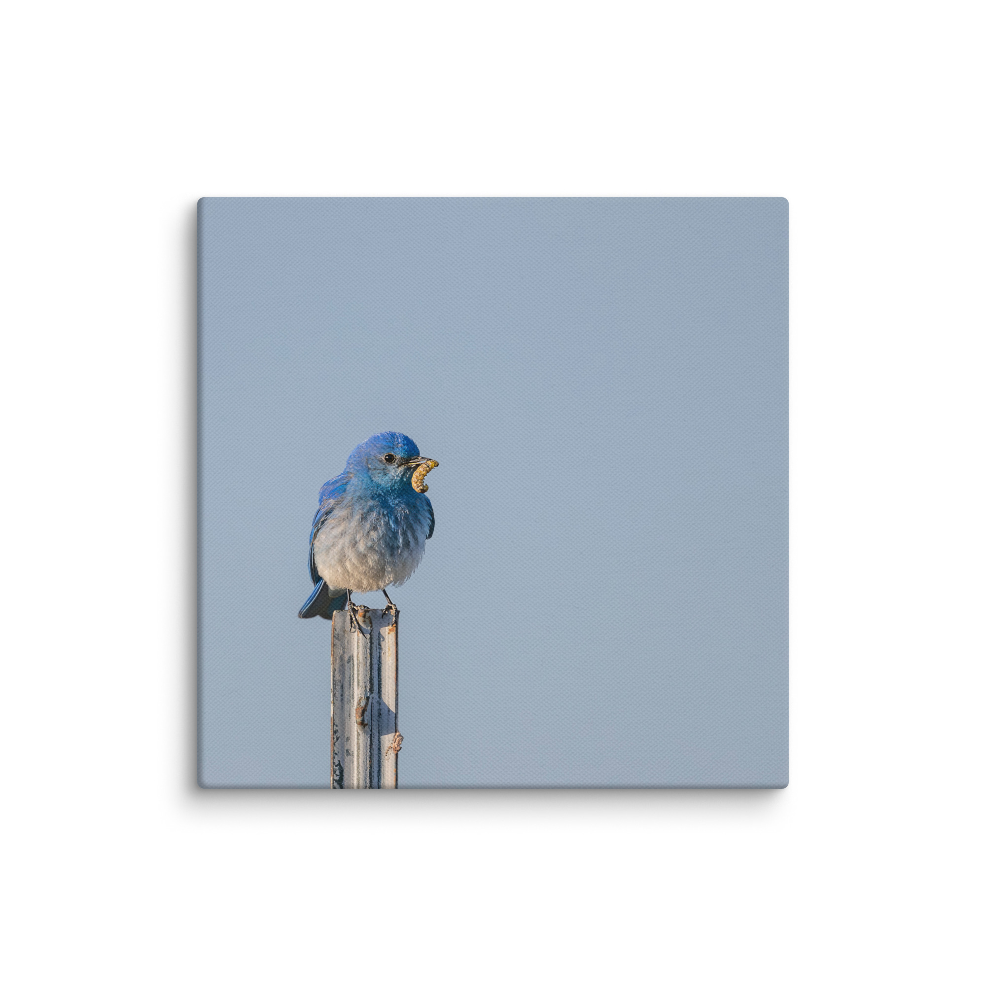 Mountain Blue Bird with food! Canvas - Image 17