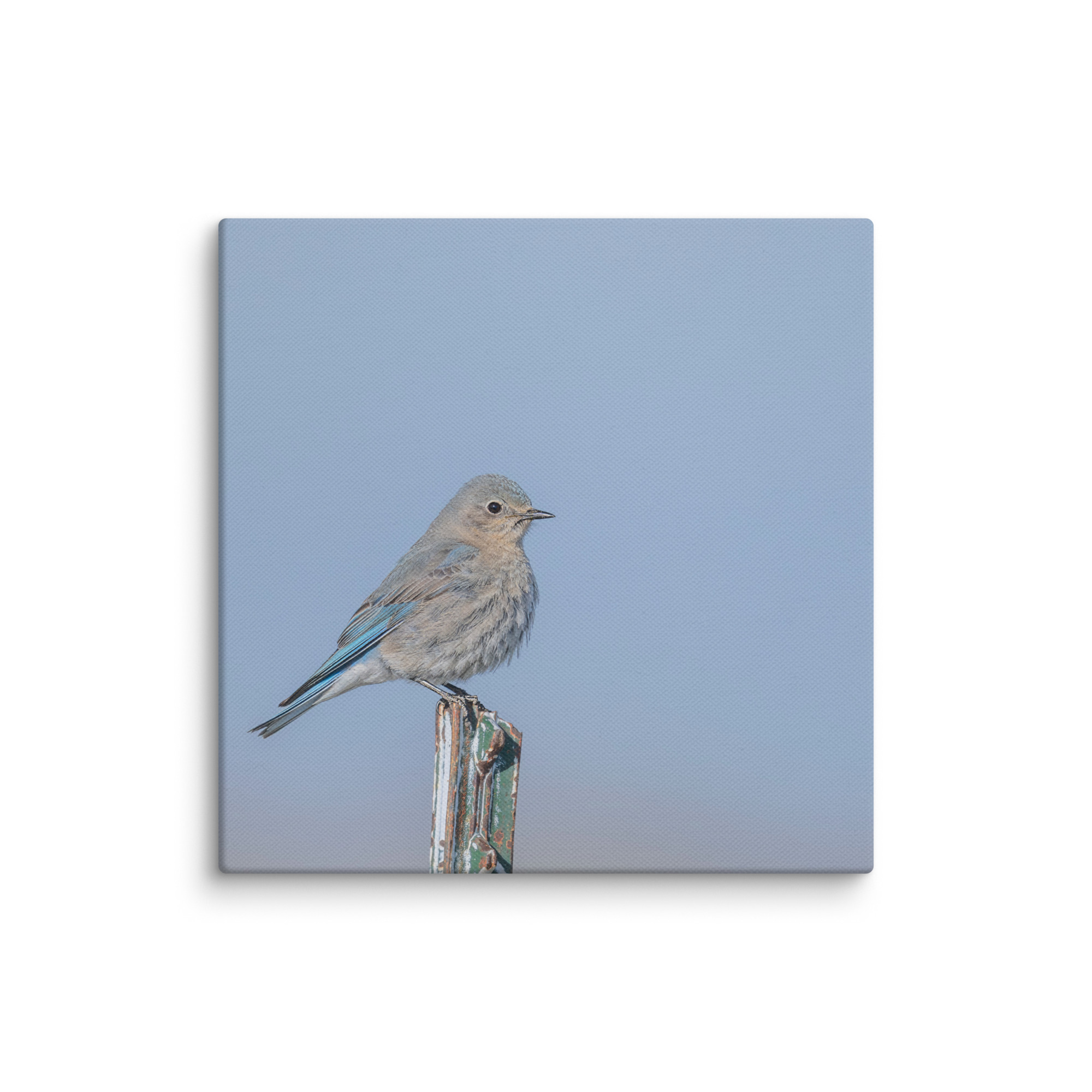 Female Mountain Bluebird! Canvas - Image 17