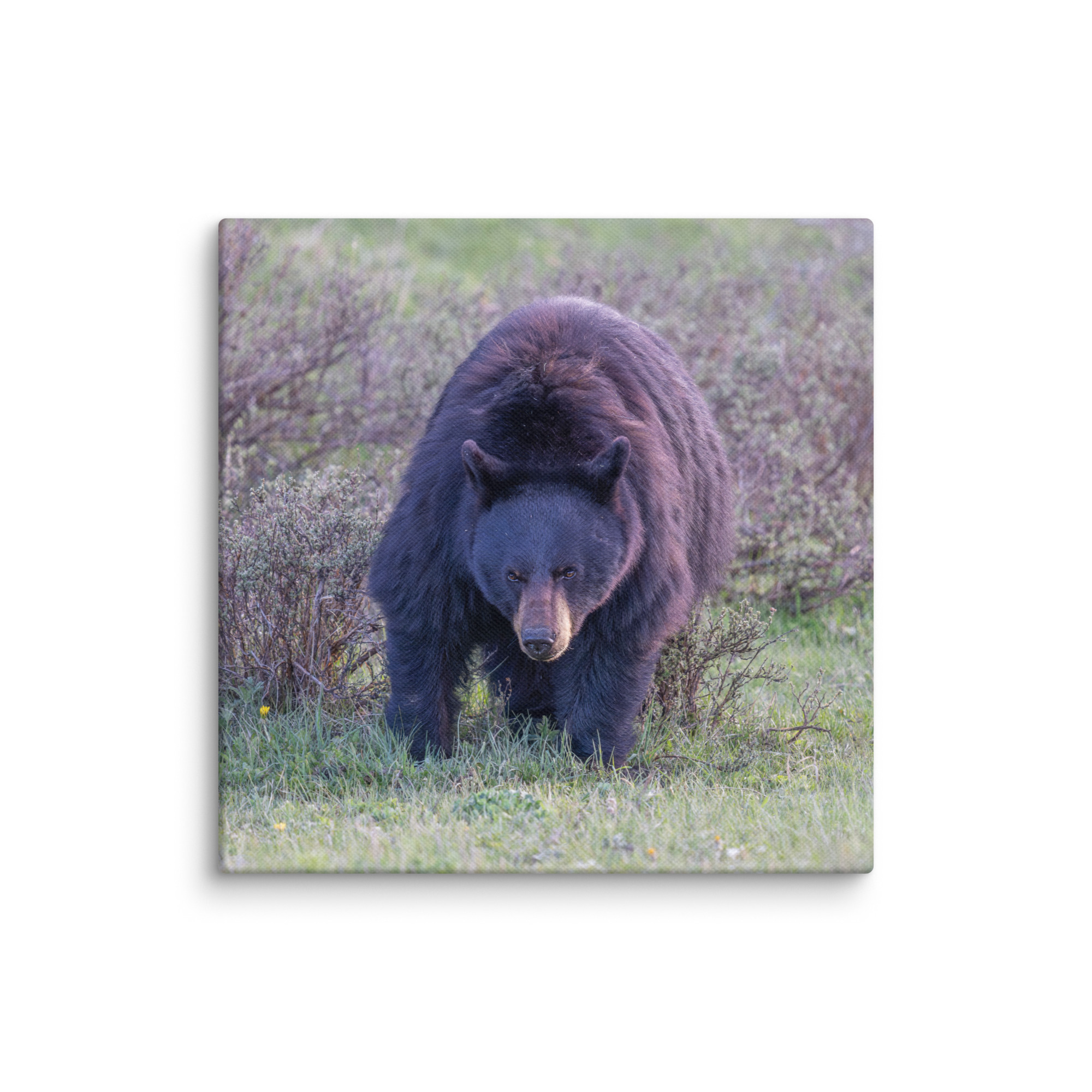 American black bear! Canvas - Image 17