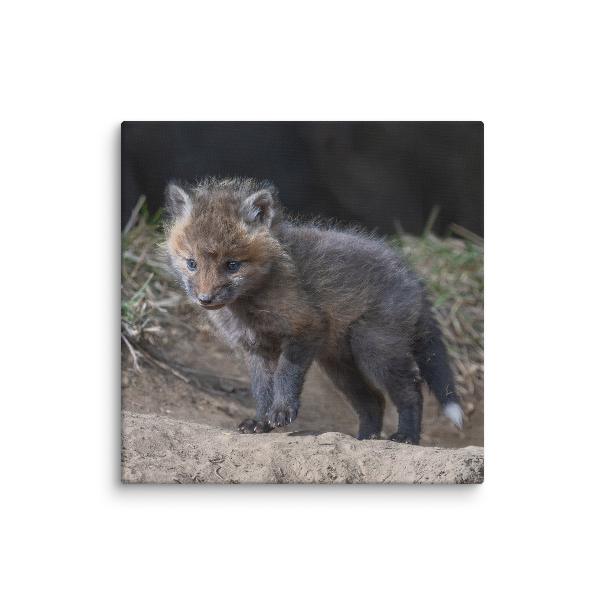 Curious Fox Cub! Canvas - Image 16