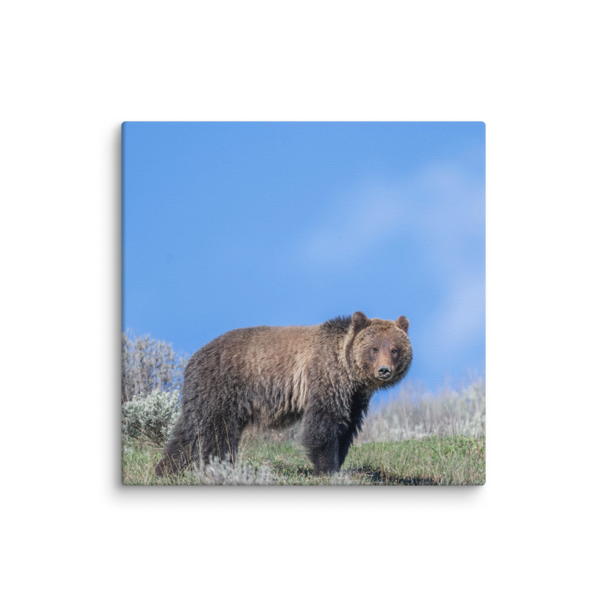 Gentle Brown Eyes in a Blue Sky! Canvas - Image 19