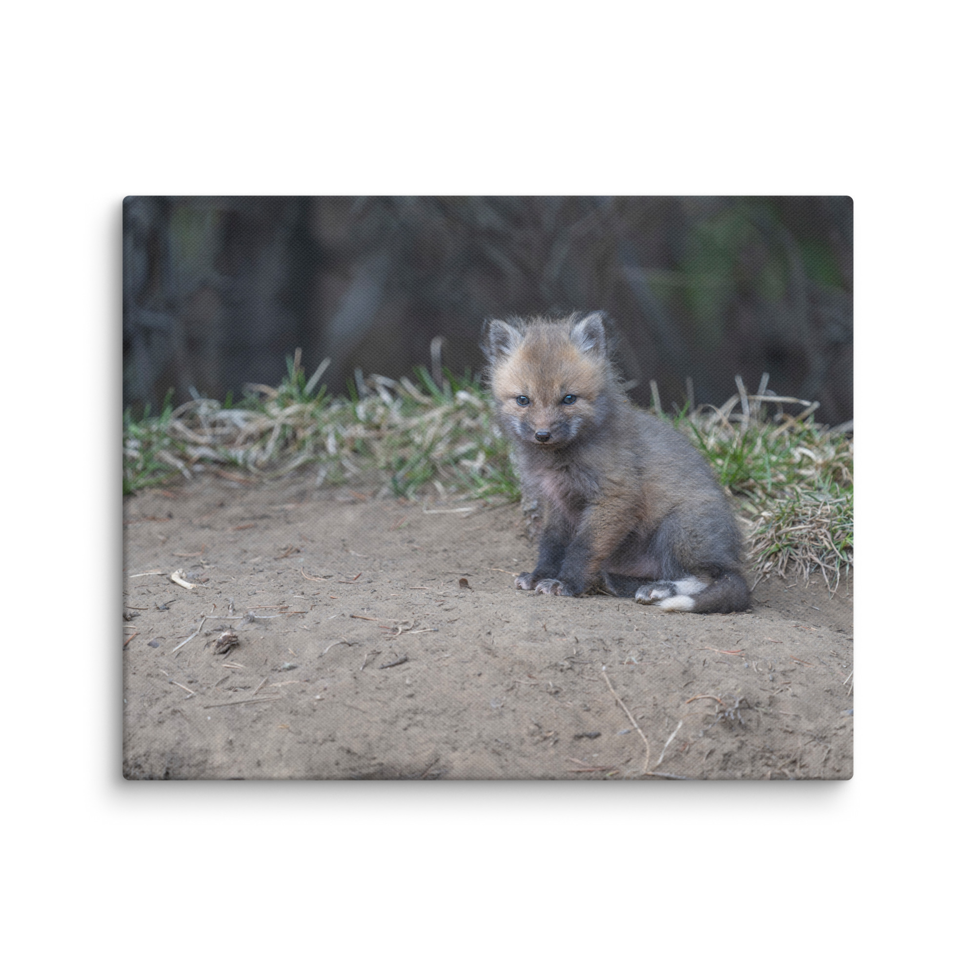 Baby Fox! Canvas - Image 20