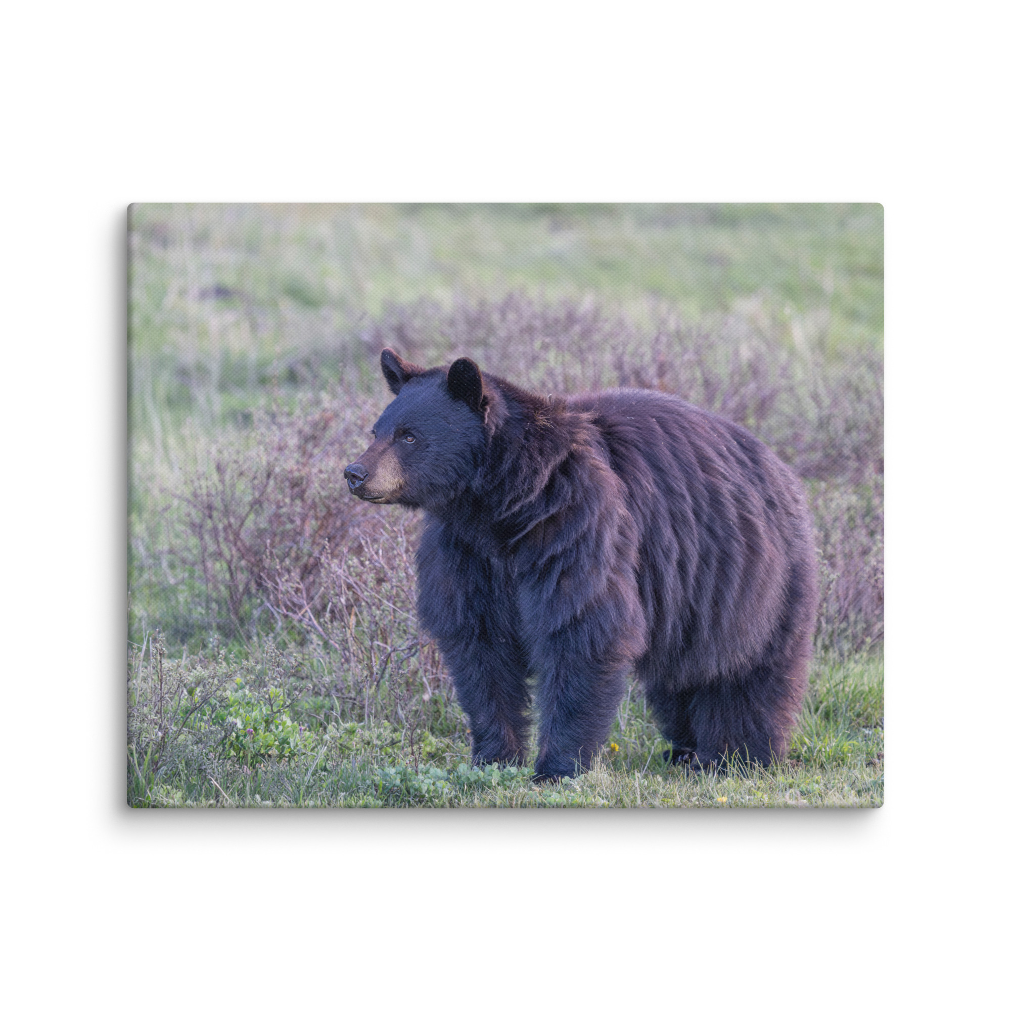 American black bear! Canvas - Image 17