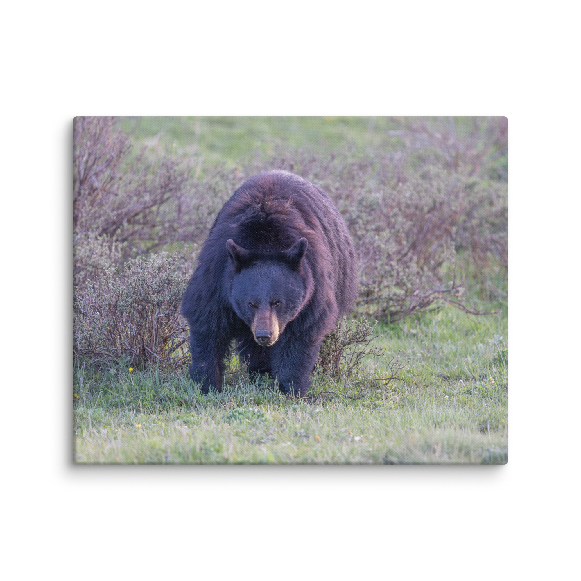 American black bear! Canvas - Image 18