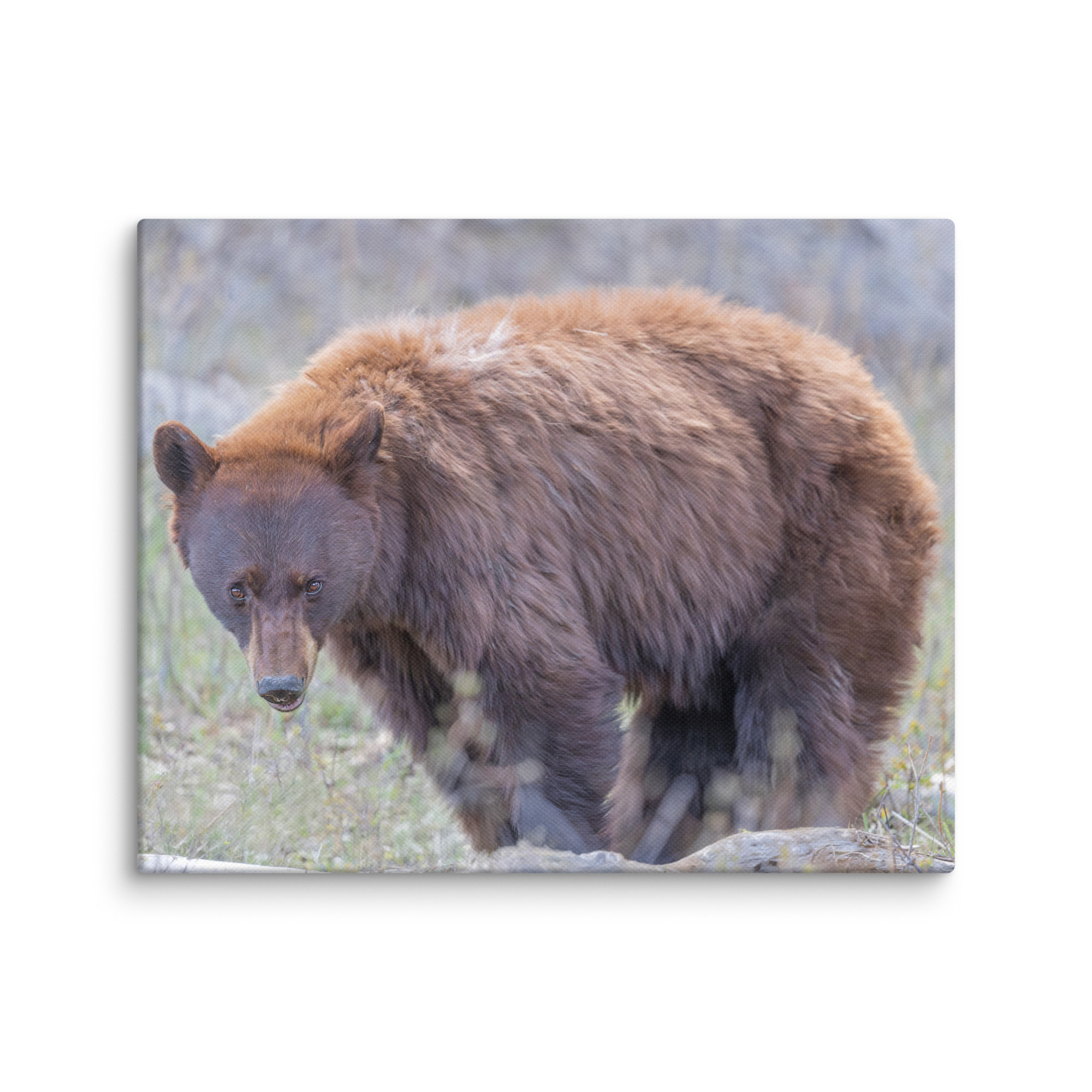 Cinnamon bear! Canvas - Image 11