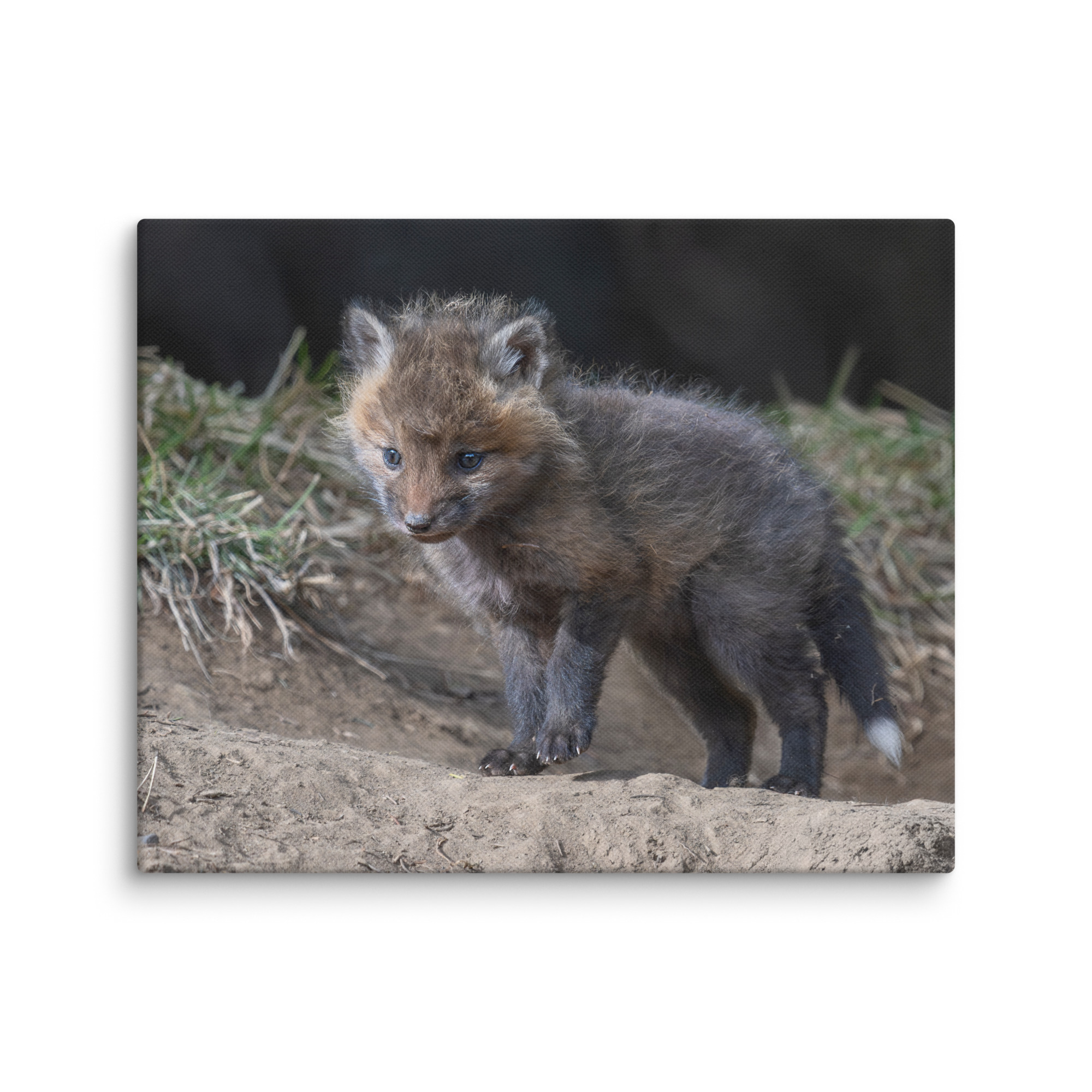 Curious Fox Cub! Canvas - Image 17