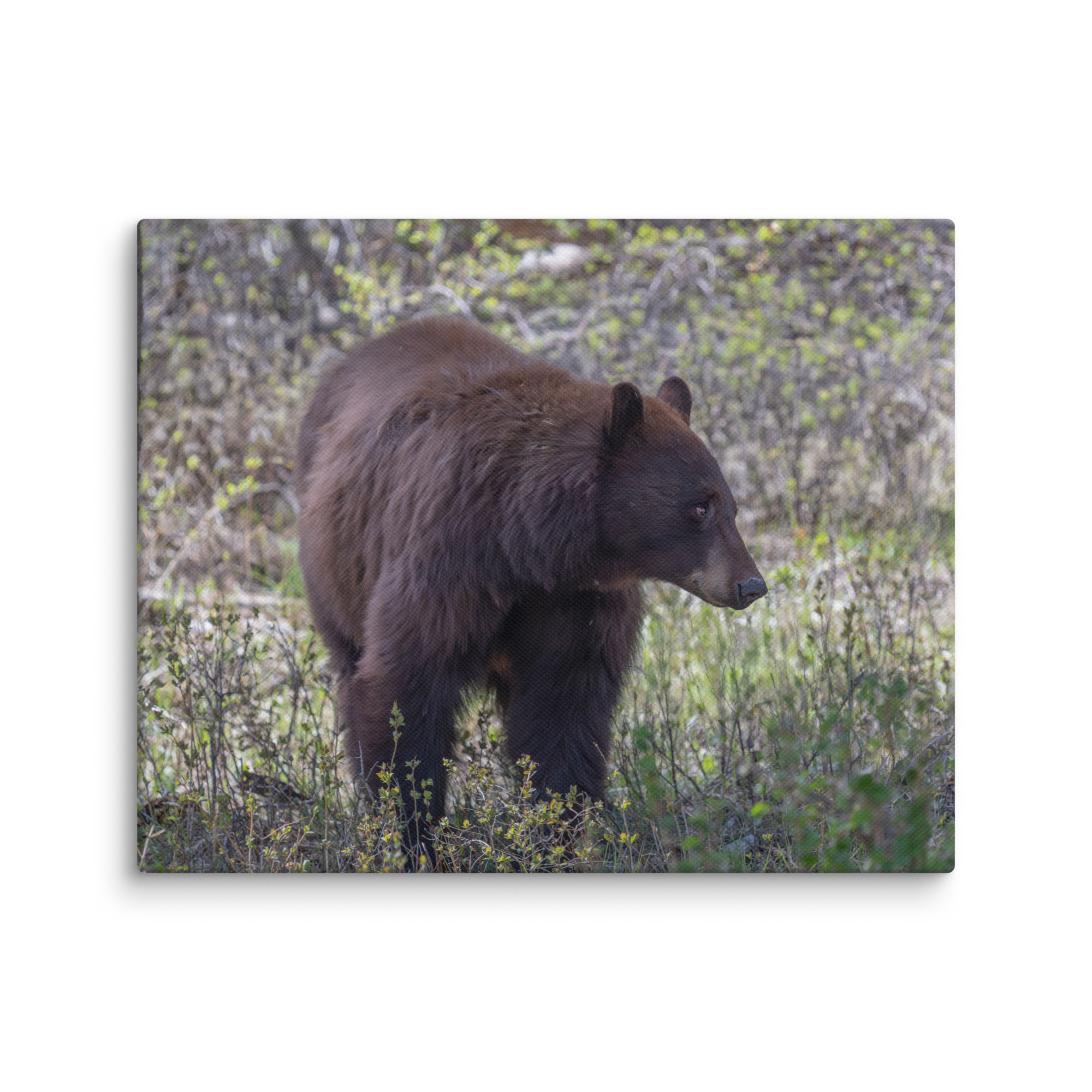 Cinnamon bear! Canvas - Image 19