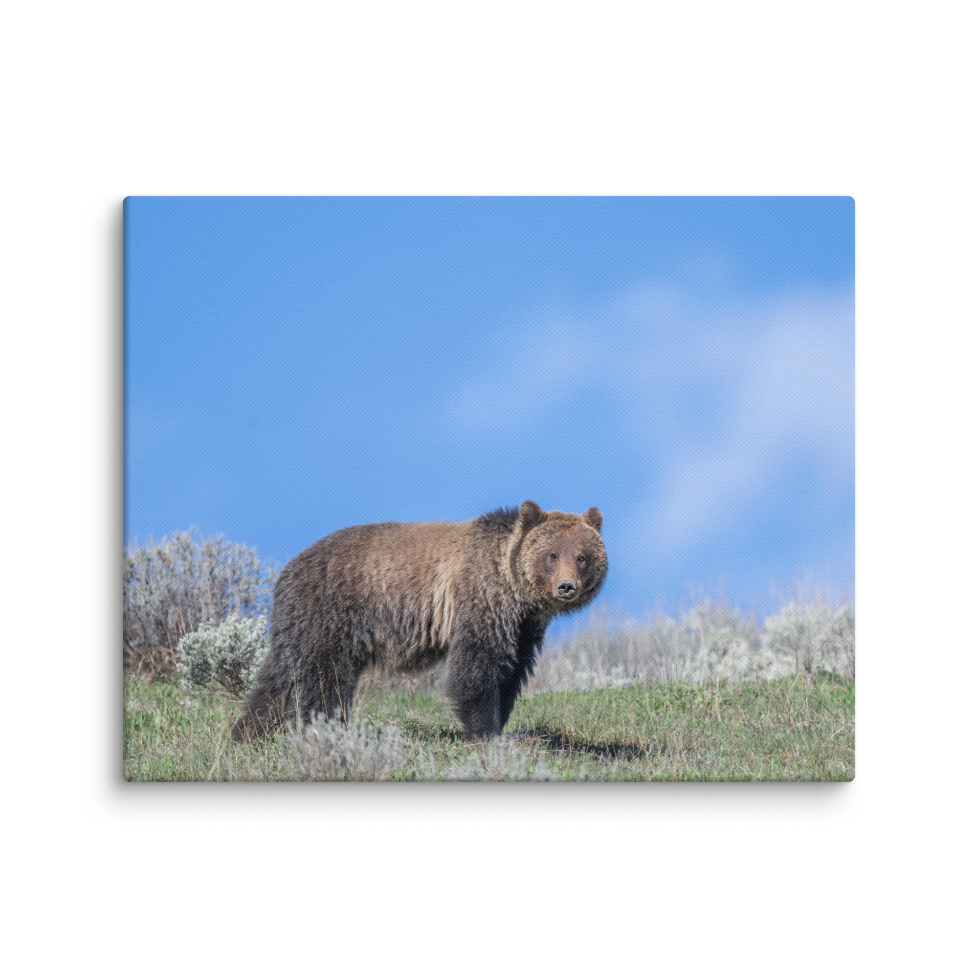 Gentle Brown Eyes in a Blue Sky! Canvas - Image 20